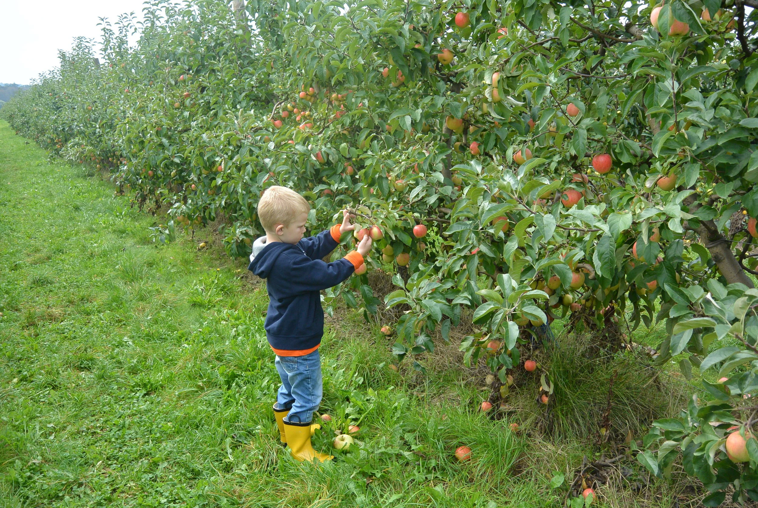 Lance having fun picking...