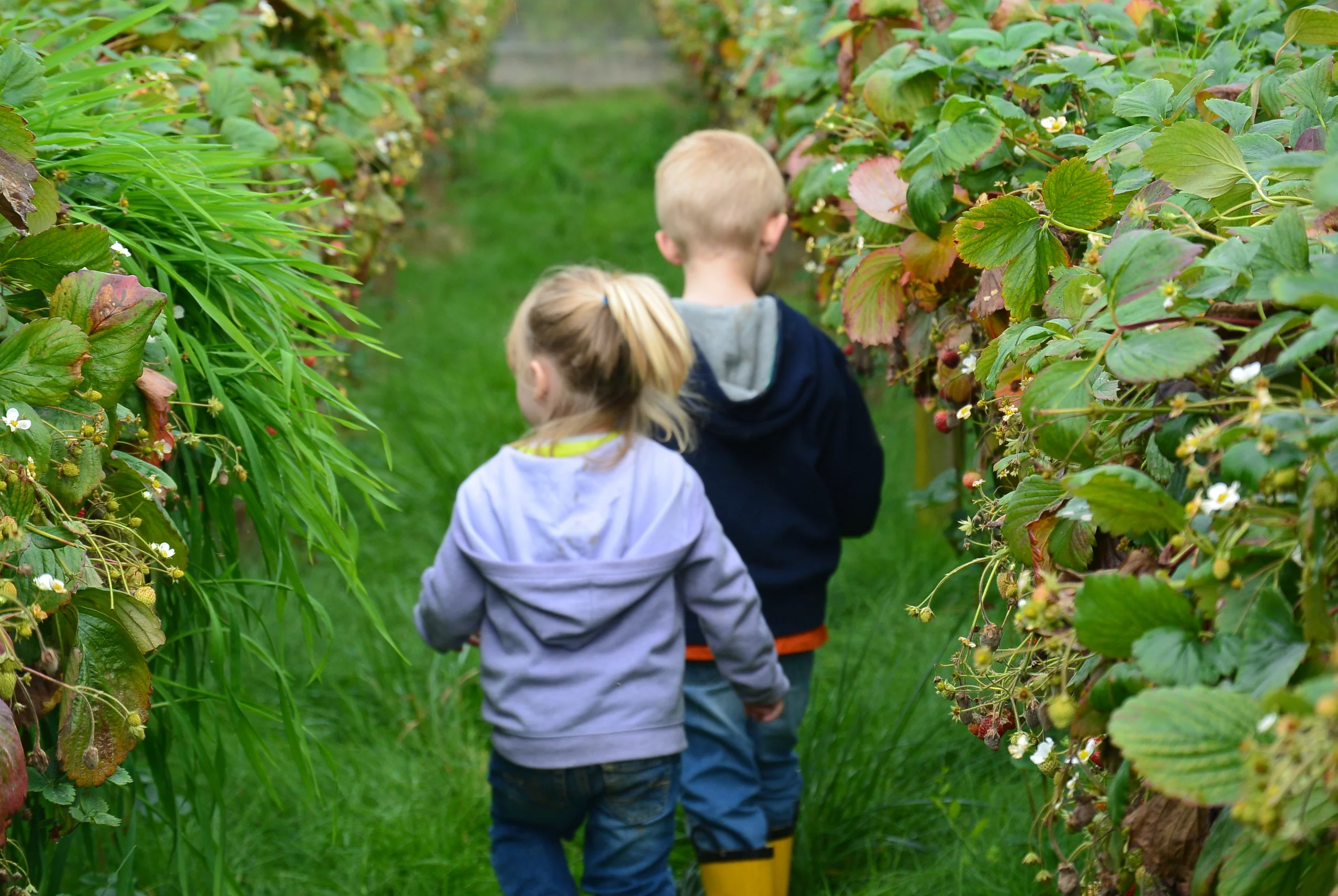 Off to pick strawberries.