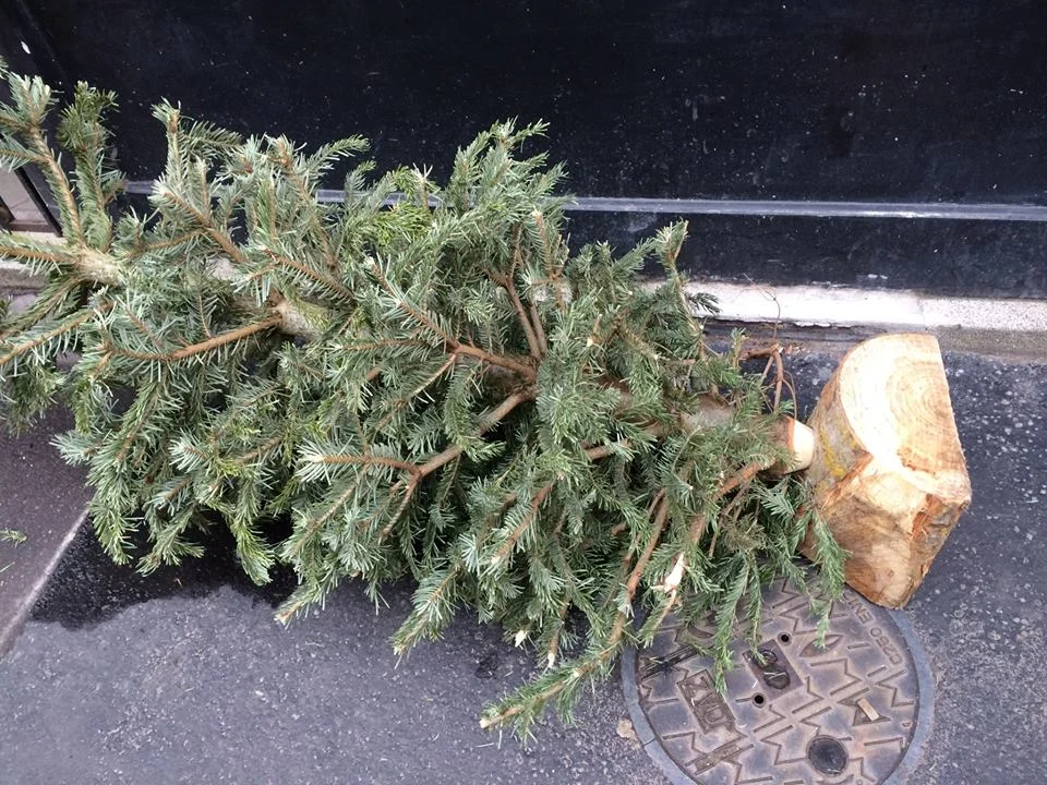Not our tree but an example of how the the trunk is put into another to make a stand. &nbsp;No watering required.