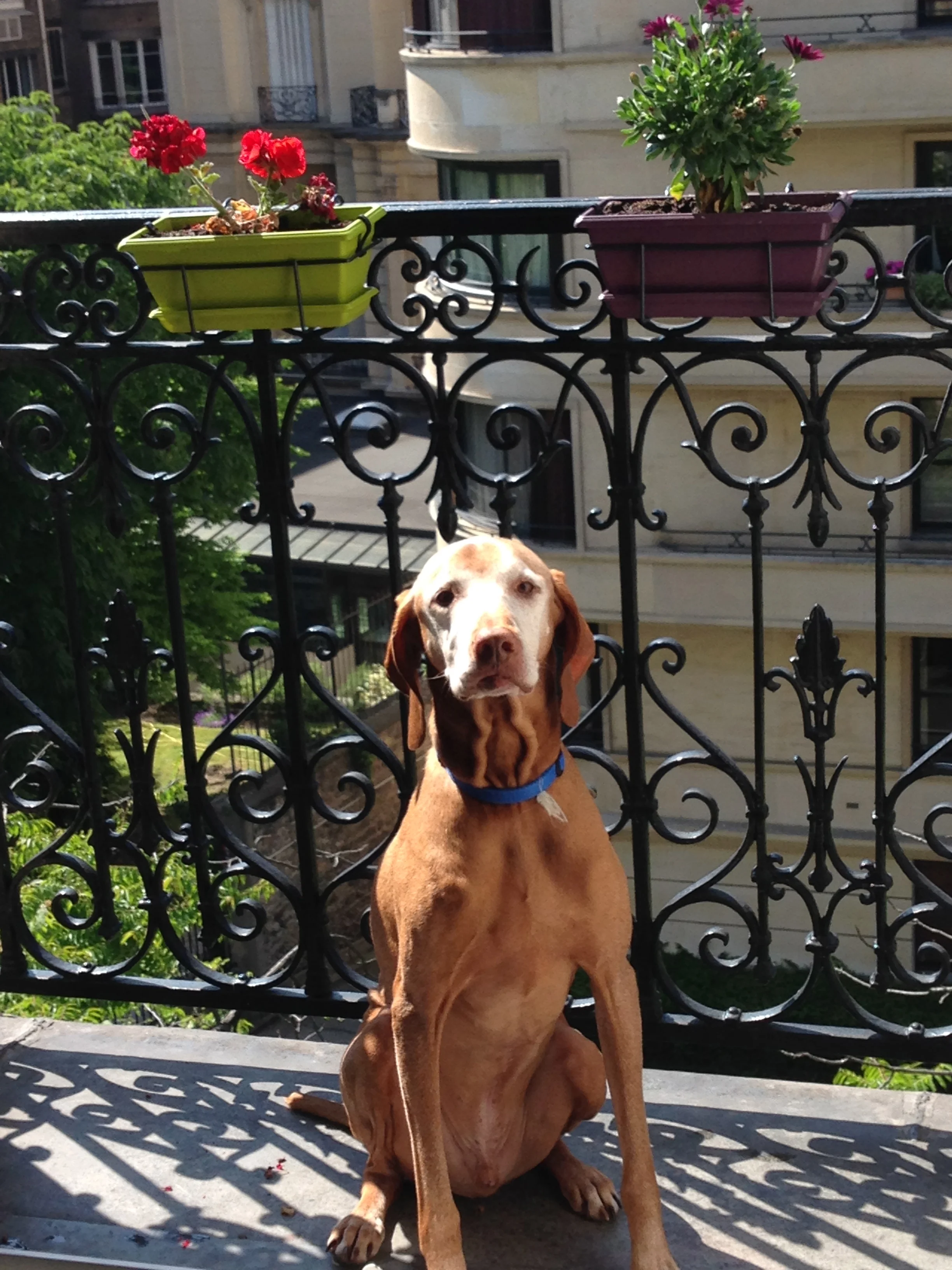 Max enjoying the terrace