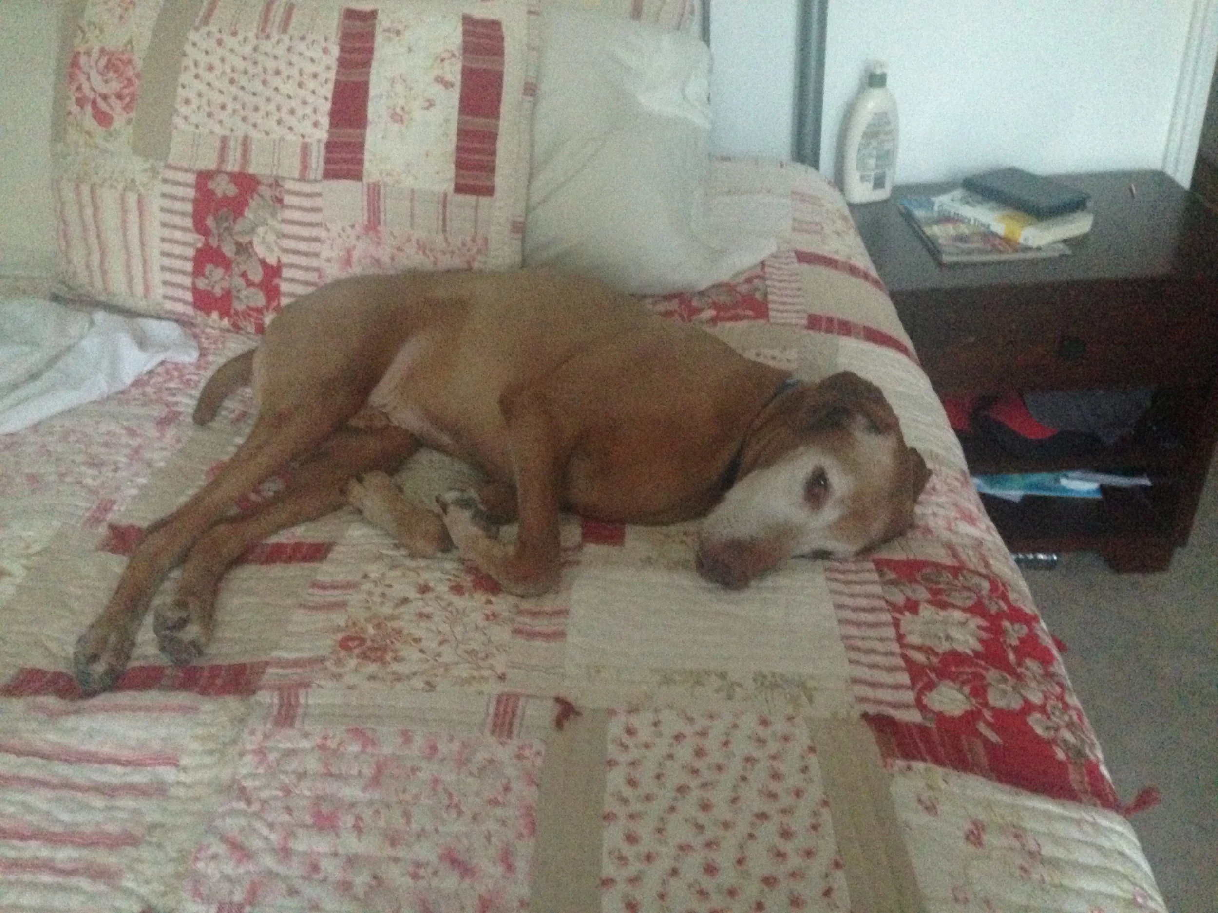 Our hound just hanging out.