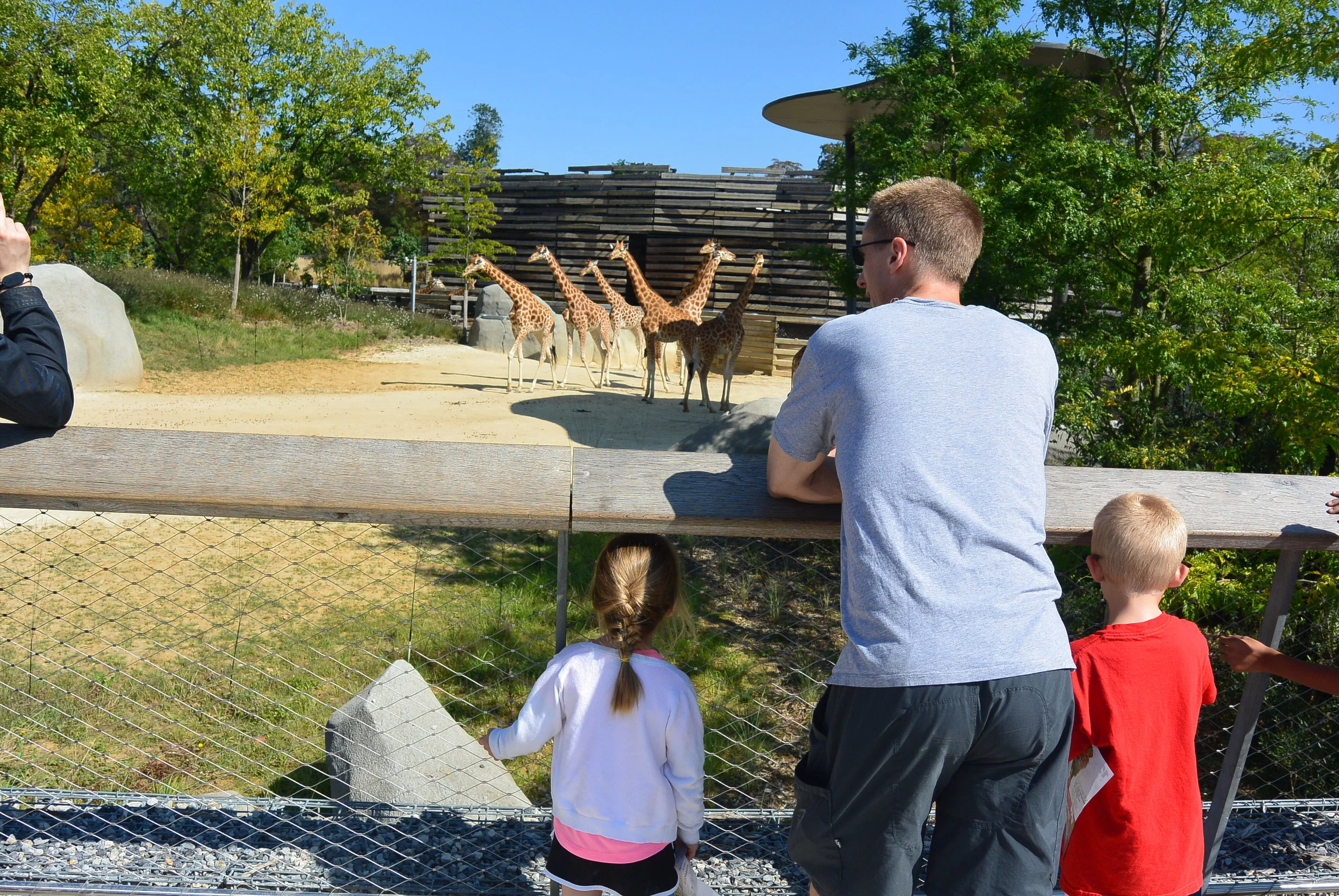 At least there were a lot of giraffes