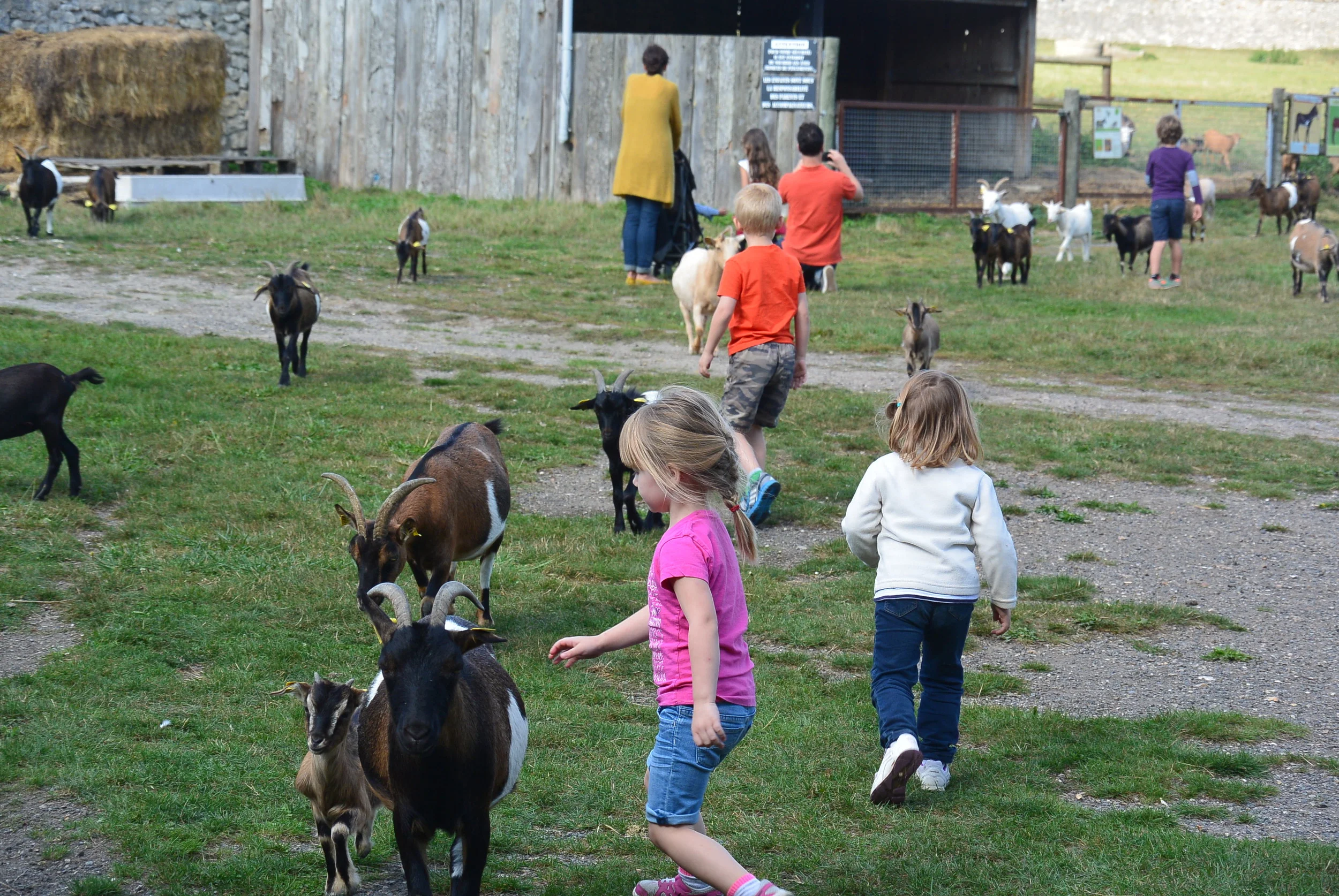 Peyton running after the goats