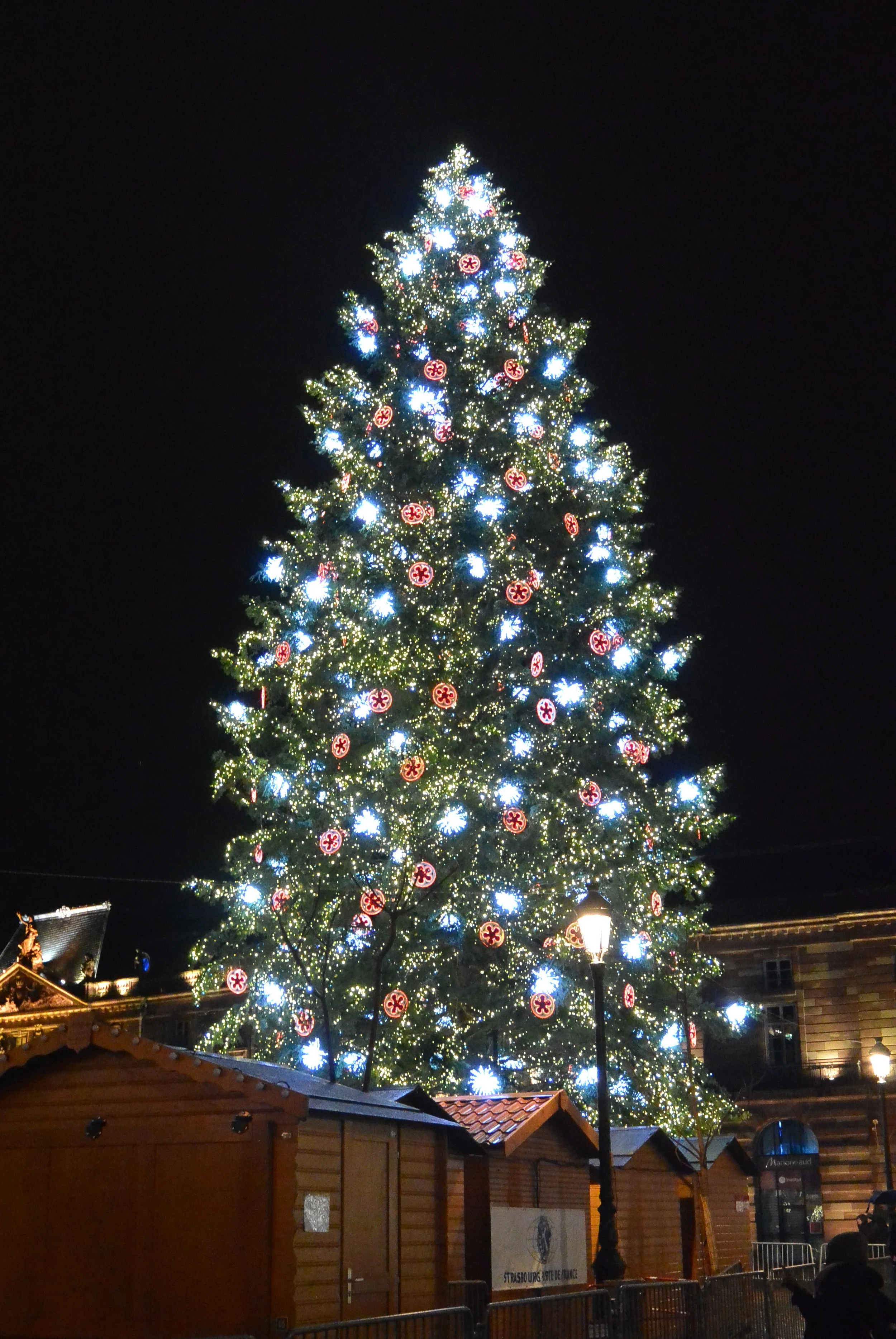 Beautiful tree in Strasbourg