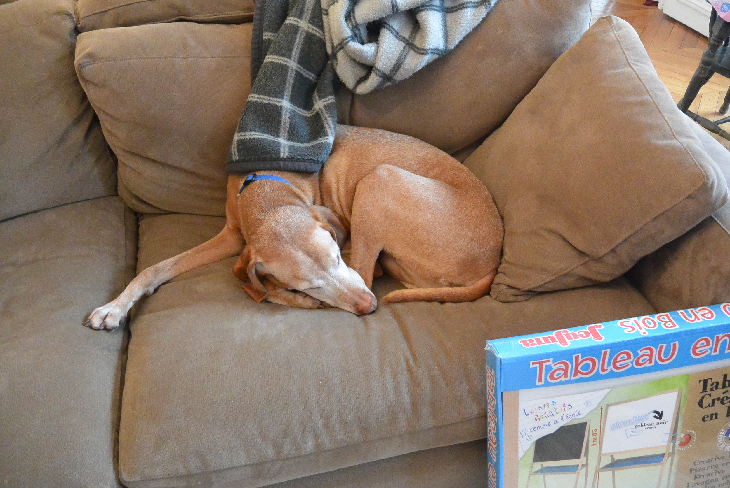 Max, sleeping thru it all