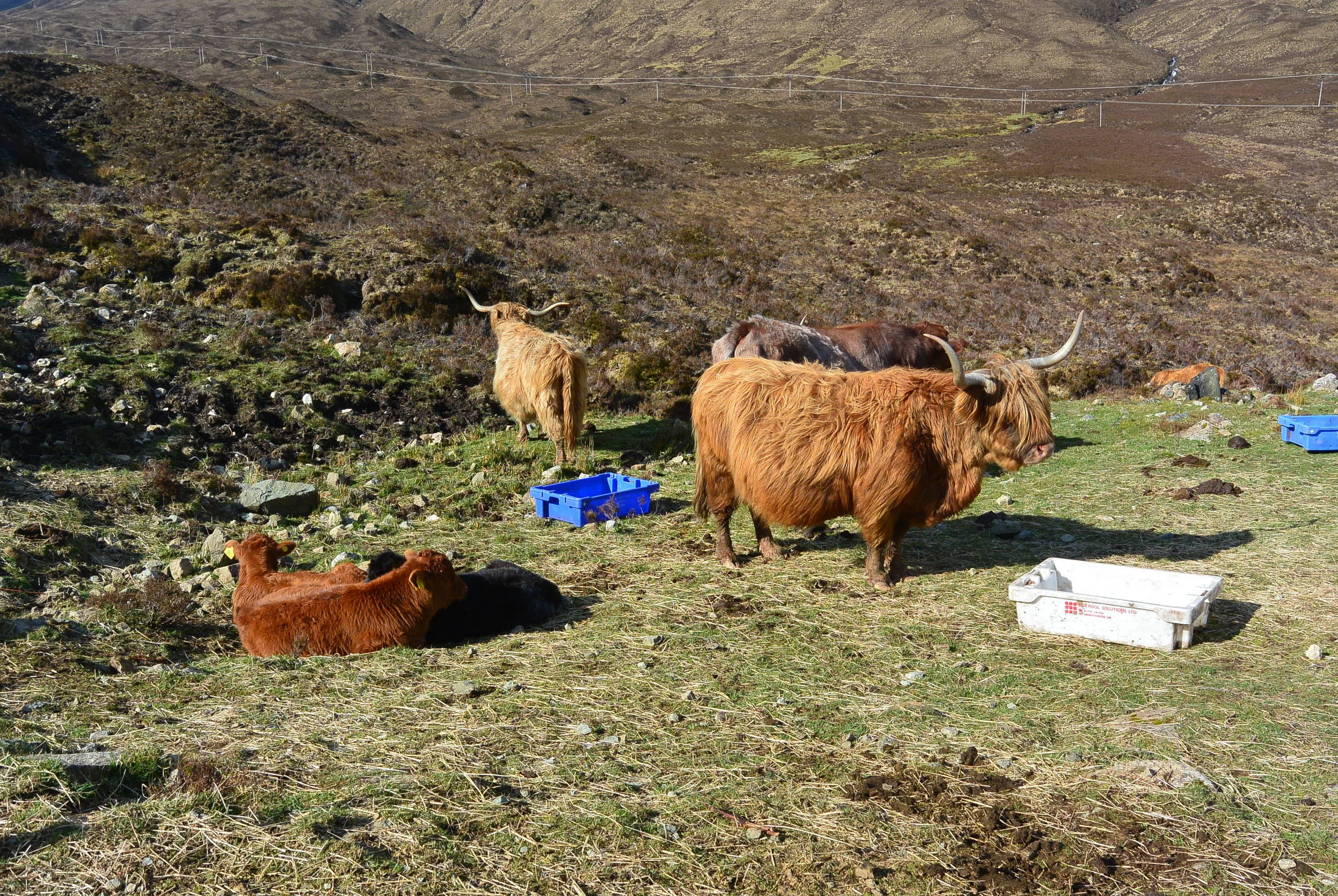 Scotland highlanders...these were just sooo cool!