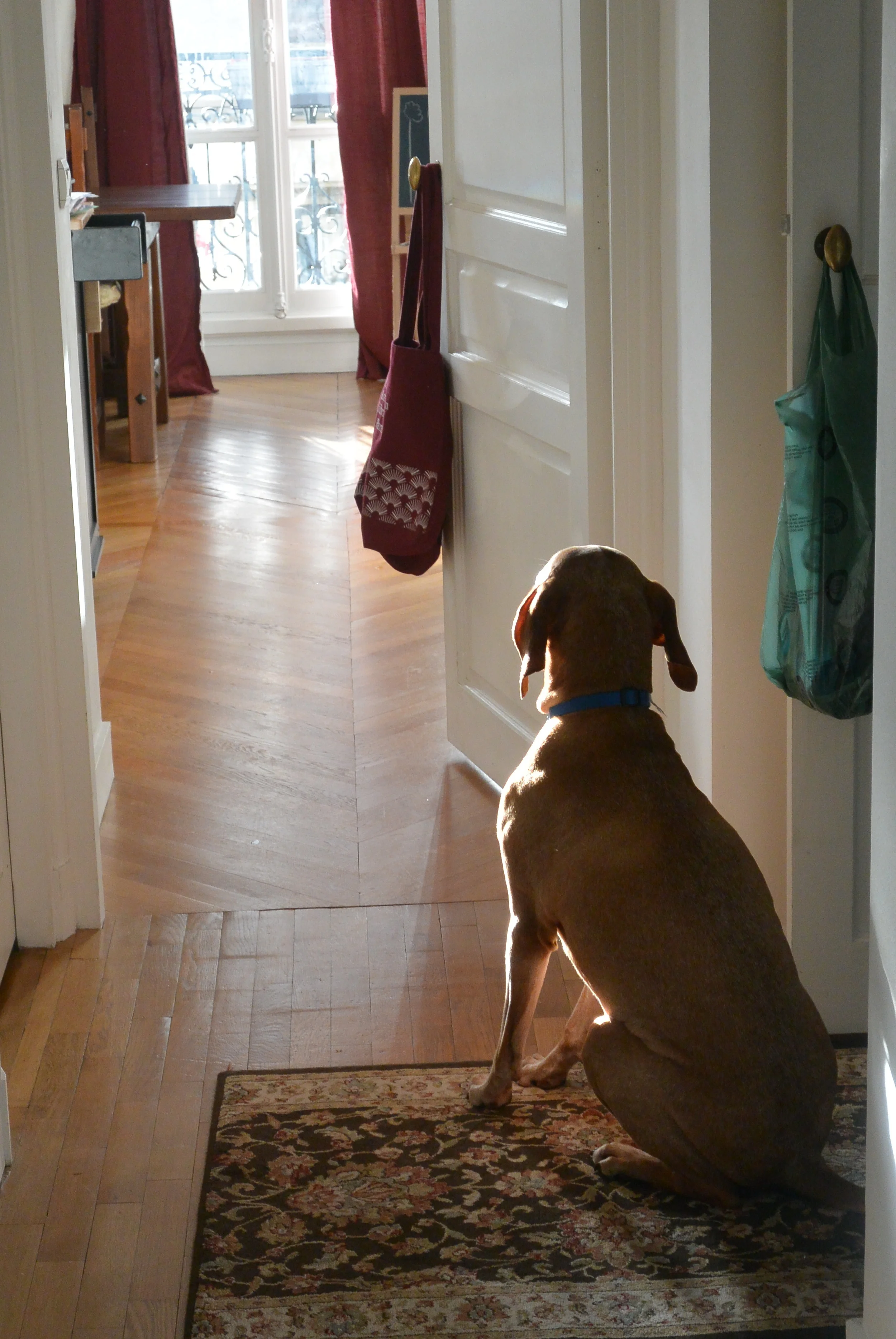 Max just catching some rays! &nbsp;(probably waiting for some food to drop)