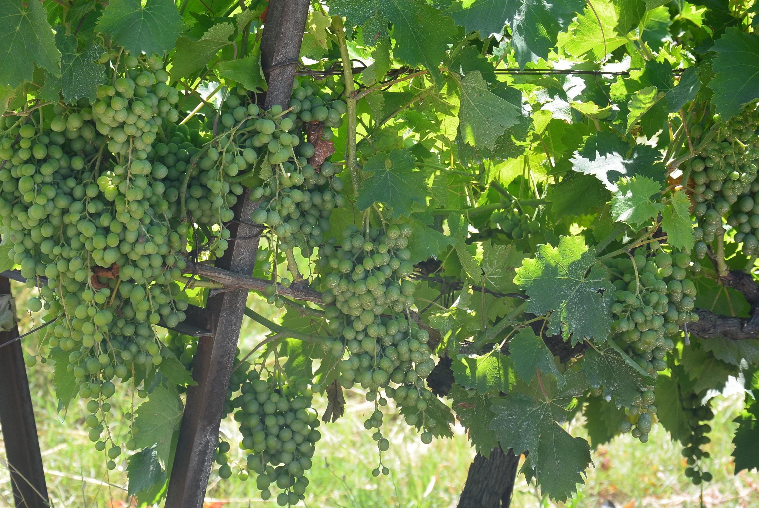 beautiful grapes for some great wine!