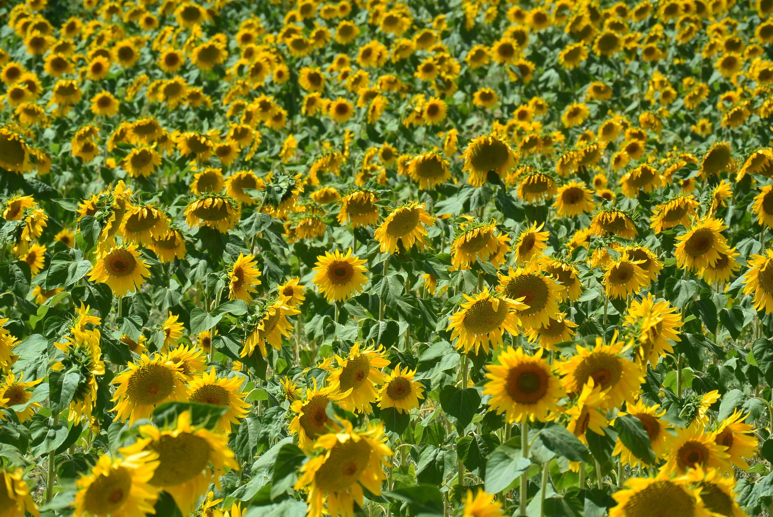 sunflowers to the horizon