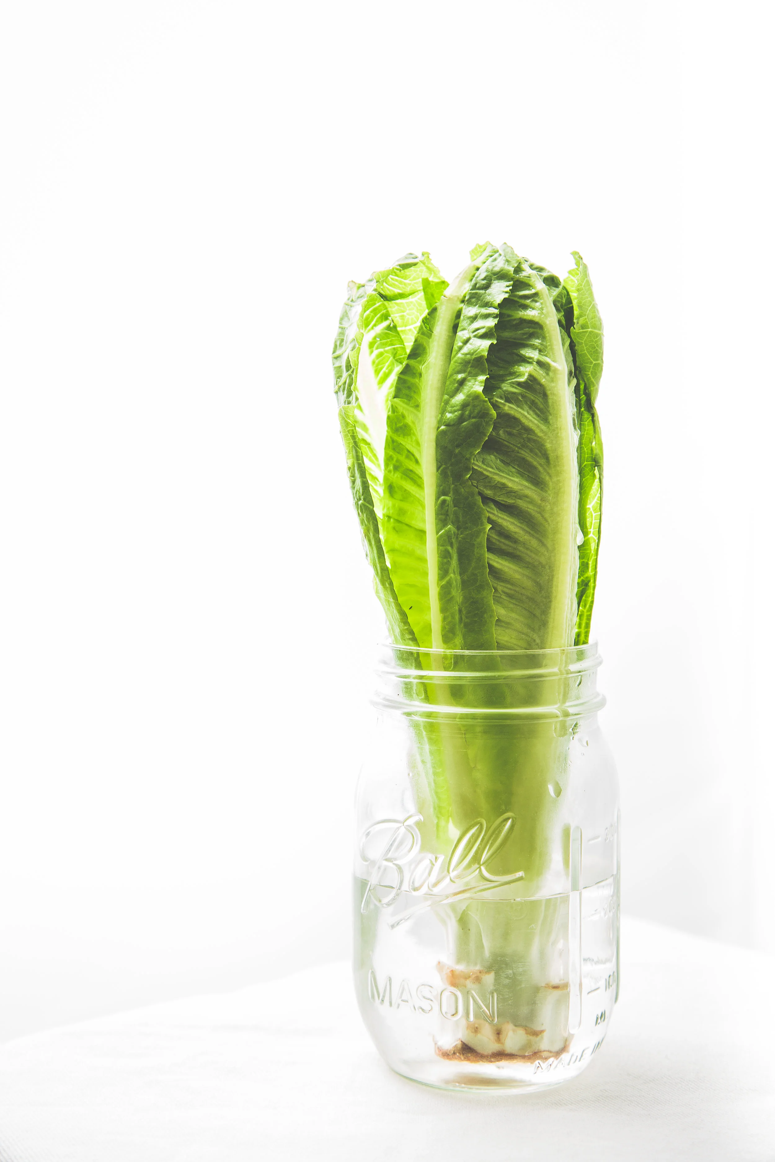 20171005_Lettuce_Jar-124-2.jpg