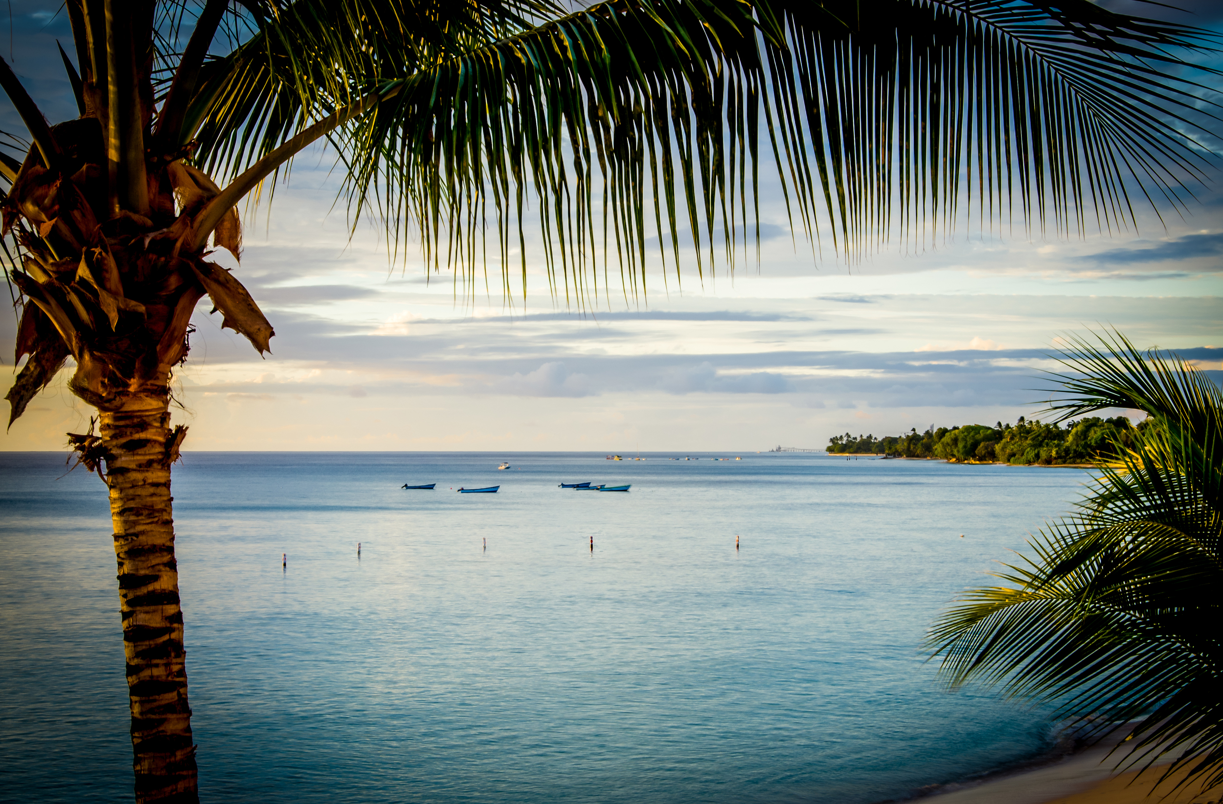 Barbados Palm Tree HDR.jpg