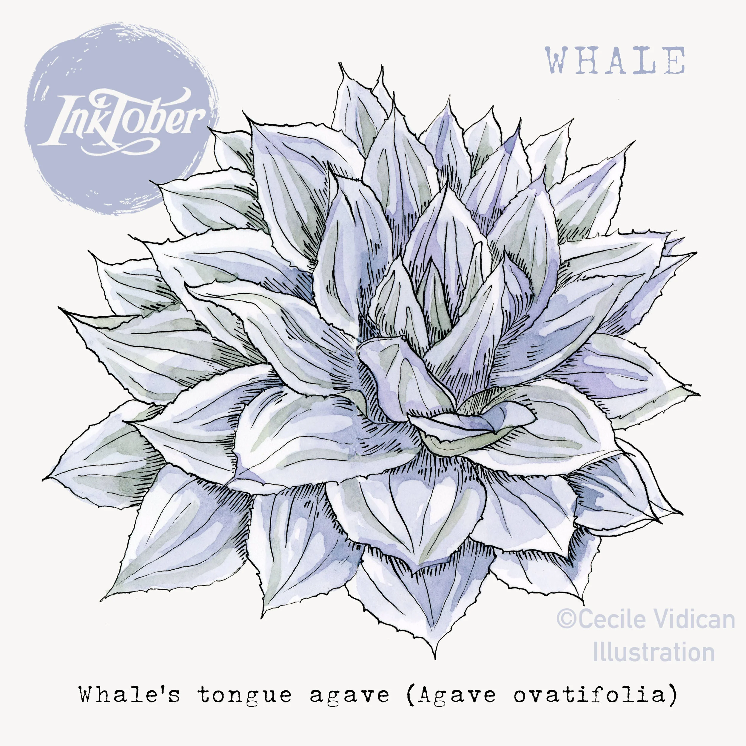 WHALE
