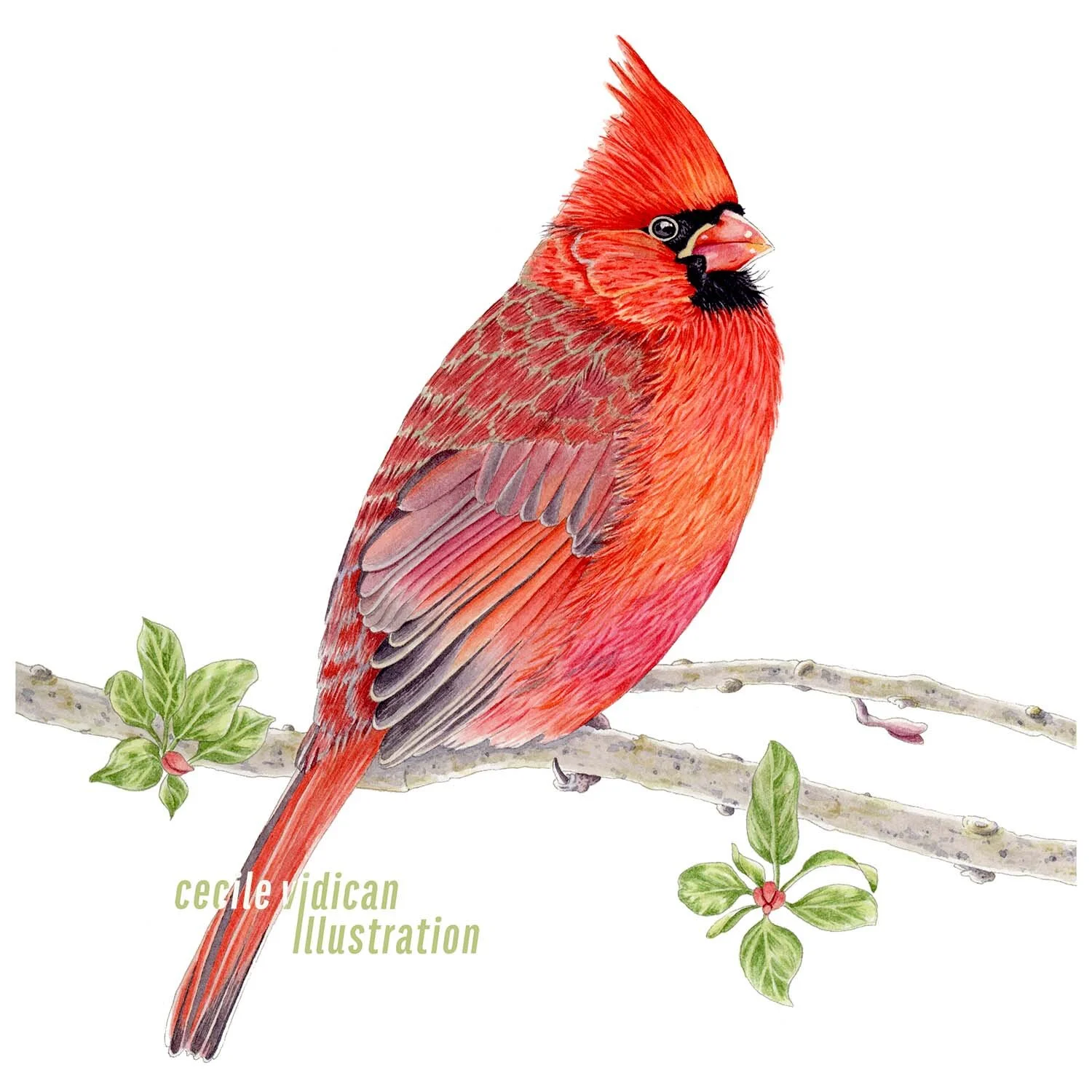 cardinal-bird-watercolor-painting