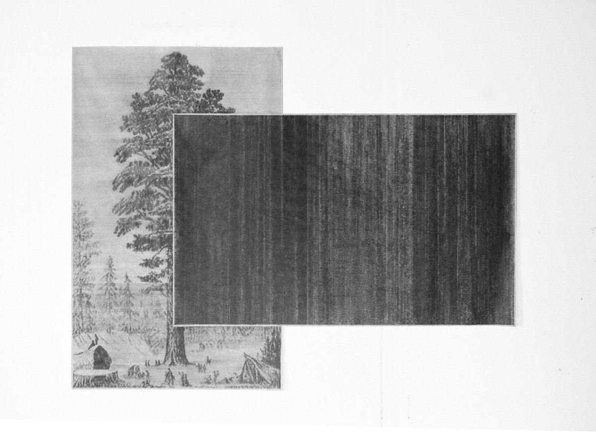 Arbol, 2014 . Mechanical pencil on newsprint (diptych), 46 x 59 inches.