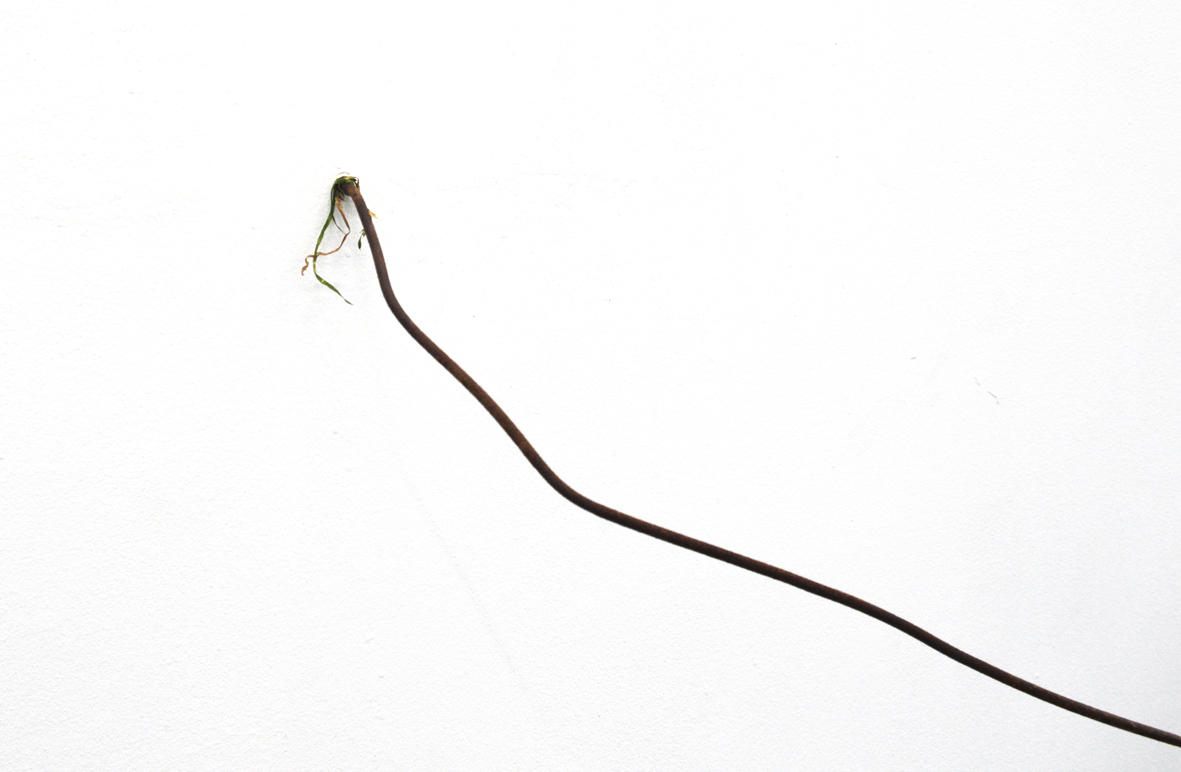 Keep politics out of this picture # 5 , 2015. Waste material of my cabin (wire Pastor) and grass. 400cm x 1 cm. Keep politics out of this picture # 5, 2015. Material de derribo de mi cabaña (alambre de pastor) y hierba. 400cm x 1 cm.