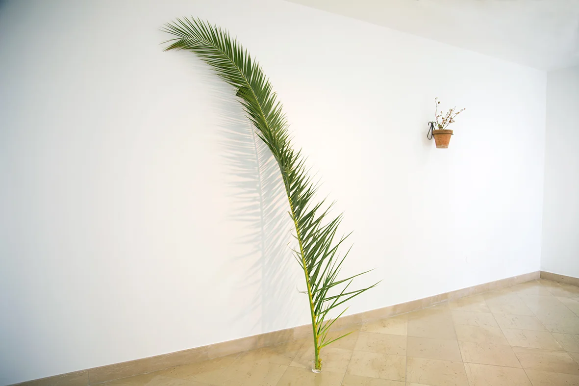MICROPOLÍTICA # 1 , 2016. Hoja de palmera, fotografía estenopeica gelatina de plata sobre papel baritado, vaso del Bar "El Chato Peces", ginebra con tónica y limón. 250 x 70 x 10 cm. MICROPOLÍTICA # 1 , 2016. Palm Leaf, pinhole photography on baryta silver gelatin paper, glass of the Bar "El Chato Fish" gin and tonic and lemon. 250 x 70 x 10 cm. El conjunto de trabajos Micropolíticas surge de la hospitalidad de la Residencia artística La Fragua, en Belalcázar, quien hizo de su casa la casa de Kandor13, al acoger a los artistas de K13 por un periodo de tres semanas en un antiguo convento del siglo XV. La cadena de hospitalidad, tiene su punto más álgido con la premisa ¨Mi casa es su casa¨ que Centro de Arte Pepe Espaliú asumió en su totalidad. El Centro, le abrió las puertas a los artistas para que se apropiaran de diferentes formas del espacio que alberga las obras de Pepe Espaliú. Los quince artistas que conforman Kandor13 llevan a su nueva casa: el Centro de Arte Pepe Espaliú, reflexiones y vivencias en torno al hogar, lo doméstico y la hospitalidad como un cruce de intercambios culturales. "Mi casa es su casa". Moderno, El Arte De Vivir. Desde Josef Albers a Cecilia Vicuña, es una exposición curada por la plataforma de producción cultural Kandor13 que tendrá lugar en el Centro de Arte Centro Pepe Espaliú, Córdoba, España. La muestra cuenta con la participación de quince artistas provenientes de diferentes latitudes. El refrán ¨Mi casa es su casa¨ define la casa como un espacio a ser compartido entre uno y el otro, como reflejo de hospitalidad y carisma. Así mismo, se presenta como una frase problemática cuando se lee bajo la luz del intercambio cultural; poner a disposición lo propio y apropiarse de lo ajeno. La muestra tiene como eje central indagar la hospitalidad entre espacios y agentes de diferentes latitudes como una forma de producción centrada en la apropiación y el intercambio. Una cuestión de autoría; derechos de propiedad internacional y ley de derechos de autor. Que se materializa en objetos y dinámicas sociales que existen en una red de influencias transculturales. Para acotar la muestra Kandor13 trazó un espectro temporal entre dos obras: una silla que parece un diseño del arquitecto mexicano Luís Barragán, pero esta firmada por el artista Joseph Albers (un referente del modernismo), y que fue producida por Clara Porset (una diseñadora cubana) y que hoy se encuentra en la Fundación de Joseph Albers en Connecticut U.S.A. Esta silla cristaliza una larga cadena de diálogos y contaminaciones de diferentes manifestaciones culturales que orbitan alrededor de la hospitalidad. La segunda obra es “Leonora Carrington y el viento de los muertos” de la artista Chilena Cecilia Vicuña. En el video, producido específicamente para esta muestra, Cecilia cuenta desde el jardín de su casa cómo conoció a la artista surrealista Leonora Carrington quien se convertiría un referente ineludible para sus pinturas. En el intersticio de estas dos obras los artistas de Kandor13 produjeron obras específicas al tema y/o propusieron diálogos con obras ya realizadas. The body of work Micropolíticas arises from the hospitality of the artistic residence La Fragua, Belalcázar, who made their house K13’s home, by welcoming the artists of K13 during three weeks in a former Fifteenth century convent. This welcome and hospitality had its peek at the Centro de Arte Pepe Espaliú. The Center opened its doors for the artists to appropriate in different ways the various spaces in the museum. The fifteen artists that form Kandor13 bring to their new home, Centro de Arte Pepe Espaliú, reflections and experiences referring to the home, the domestic and the hospitality as a cross-cultural exchange. “Mi casa es su casa”. Moderno, El Arte De Vivir. Desde Josef Albers a Cecilia Vicuña is an exhibition curated by the cultural production platform Kandor13, which will take place on the Art Centre Centro Pepe Espaliú, Córdoba, Spain. The exhibition involves 15 artists coming from different latitudes. The proverb “Mi casa es su casa” translates to “My home is you home”, and defines the house as a space to be shared between one another, as a reflection of hospitality and charisma. Therefore, it appears as a problematic phrase when it is read under the light of cultural exchange; to make available what is owned and to appropriate what is of others. The centerline of this example is to inquire about the hospitality between spaces and agents from different backgrounds as a form of production centered on appropriation and exchange. A matter of authorship; international property rights and copyright law that materialize in social objects, and dynamics that exist in a network of cross-cultural influences. n order to illustrate this idea Kandor13 traced a time spectrum between two works: a chair that looks like a design of the Mexican architect Luis Barragan, but is signed by the artist Josef Albers (a reference of modernism), which was produced by Clara Porset (a Cuban designer) and is now in the Josef Albers Foundation in Conneticut, U.S.A. This chair reveals a long chain of dialogue and influence of different cultures regarding hospitality. The second work is “Leonora Carrington y el viento de los muertos” by the Chilean artista Cecilia Vicuña. In this video, which was produced specifically for this exhibition, Cecilia appears in her garden describing how she met the Surrealist artist Leonora Carrington, who would become an inescapable reference for her paintings. Between the gap of these two works, Kandor13’s artists produced special work on this topic or created a new dialogue with pieces previously produced.