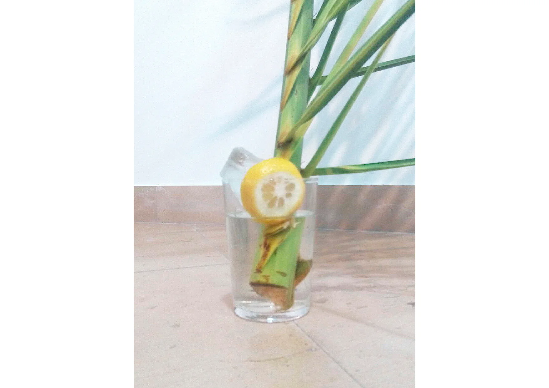 MICROPOLÍTICA # 1 (Detalle) , 2016. Hoja de palmera, fotografía estenopeica gelatina de plata sobre papel baritado, vaso del Bar "El Chato Peces", ginebra con tónica y limón. 250 x 70 x 10 cm. MICROPOLÍTICA # 1 (Detail) , 2016. Palm Leaf, pinhole photography on baryta silver gelatin paper, glass of the Bar "El Chato Fish" gin and tonic and lemon. 250 x 70 x 10 cm.