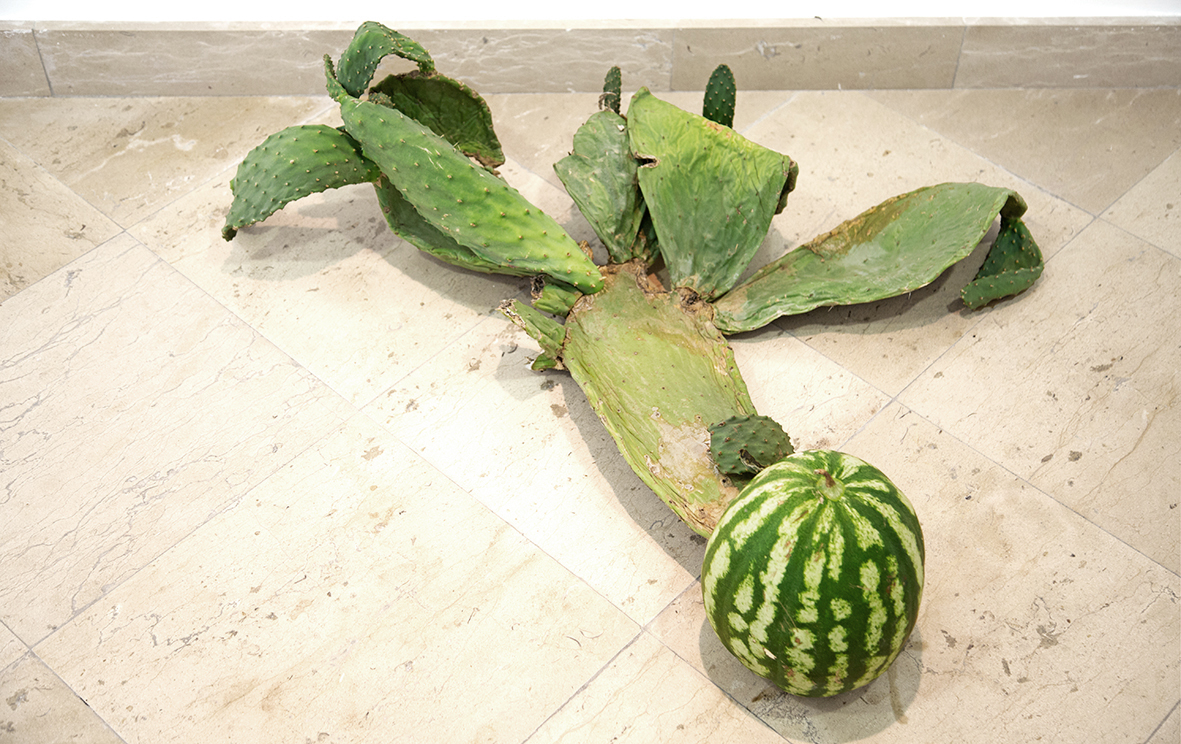 MICROPOLÍTICA # 5 , 2016. Cactus y sandía de la huerta de La Fragua. 30 x 70 x 20 cm. MICROPOLÍTICA # 5 , 2016. Cactus and watermelon from La Fragua´s garden. 30 x 70 x 20 cm.