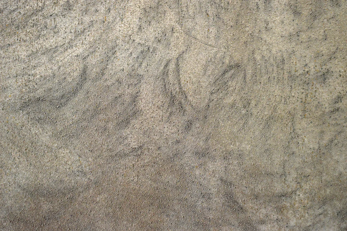 Detalle de Mapa del moho #1 , 2018. Frottage sobre papel de arroz, ceniza de madera, carbón, marco de roble. 200 x 230 cm. Detail of Mapa del moho #1 , 2018. Frottage on rice paper, wood ash, coal, oak frame. 200 x 230 cm.