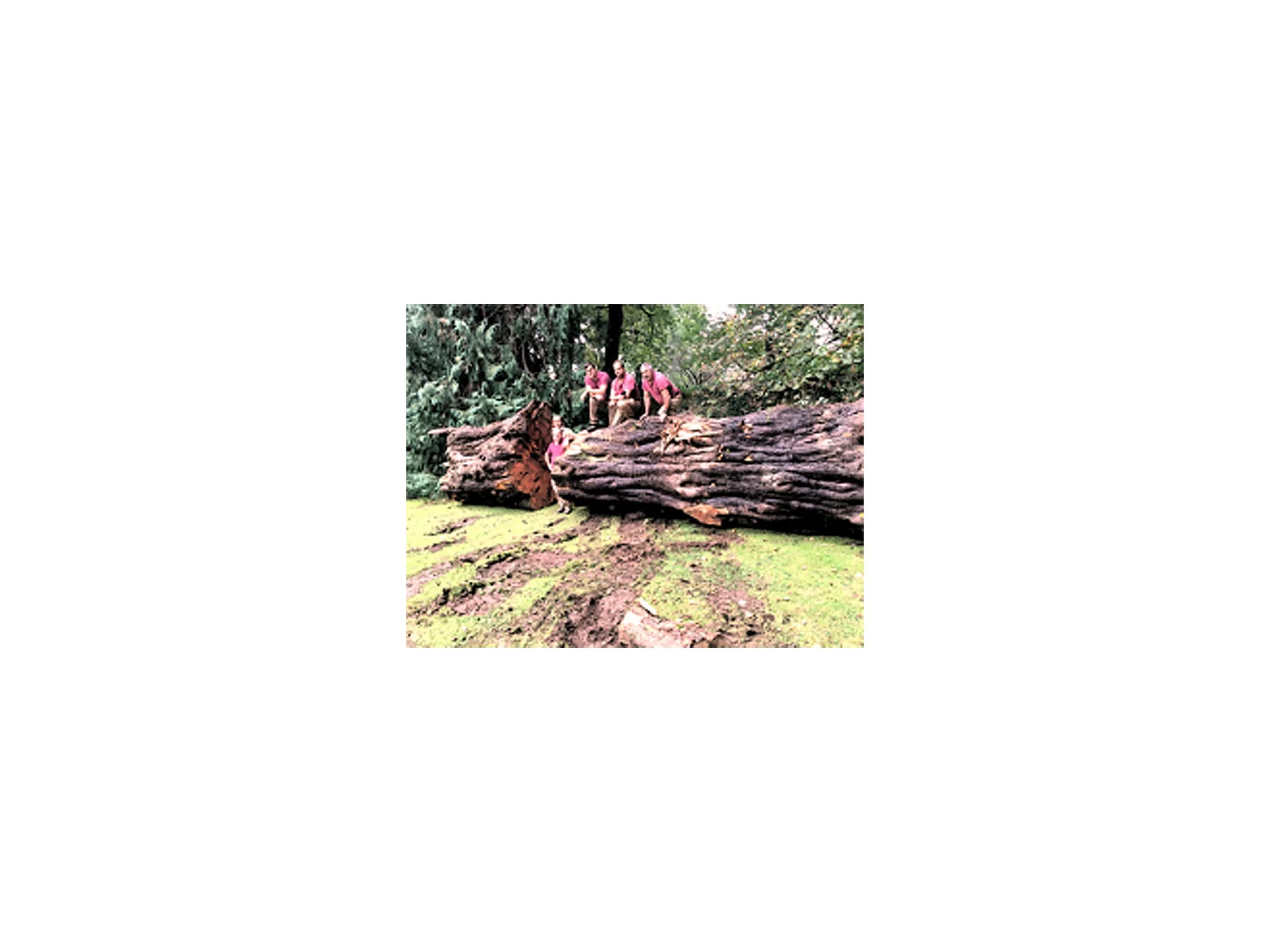 Imagen de archivo, Ciprés de Monterrey caído y cortado. Archive image, fallen and cut Monterey Cypress.