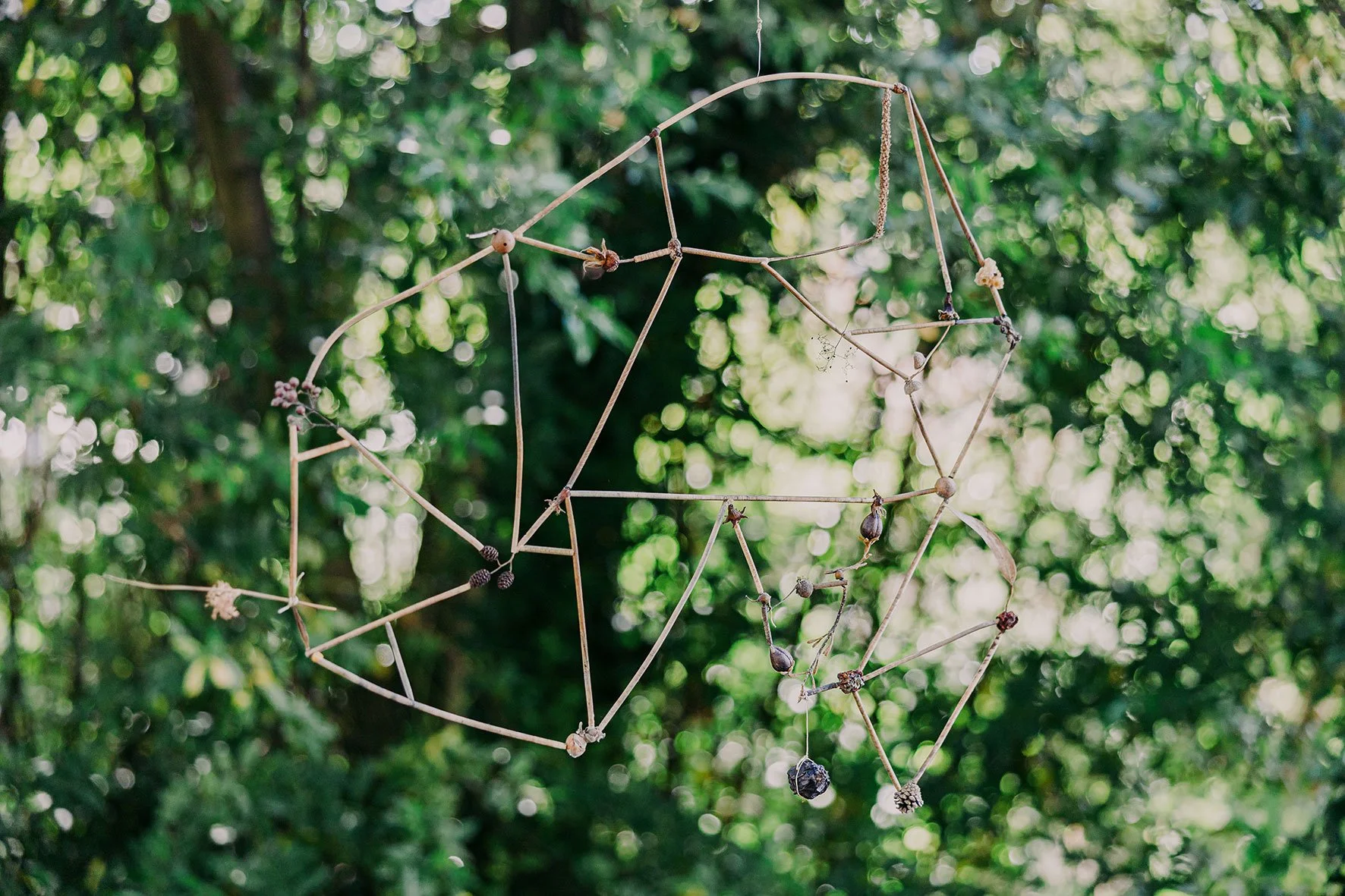 Todos los años de un bosque, 2024. Muestras dencronologicas de diferentes maderas, semillas, frutos, elementos orgánicos. 70 x 90 x 5 cm. Imagen de la exposición A Midsummer DayDream. Comisariada por Filipa Ramos. Società delle Api, Grasse 2025.
