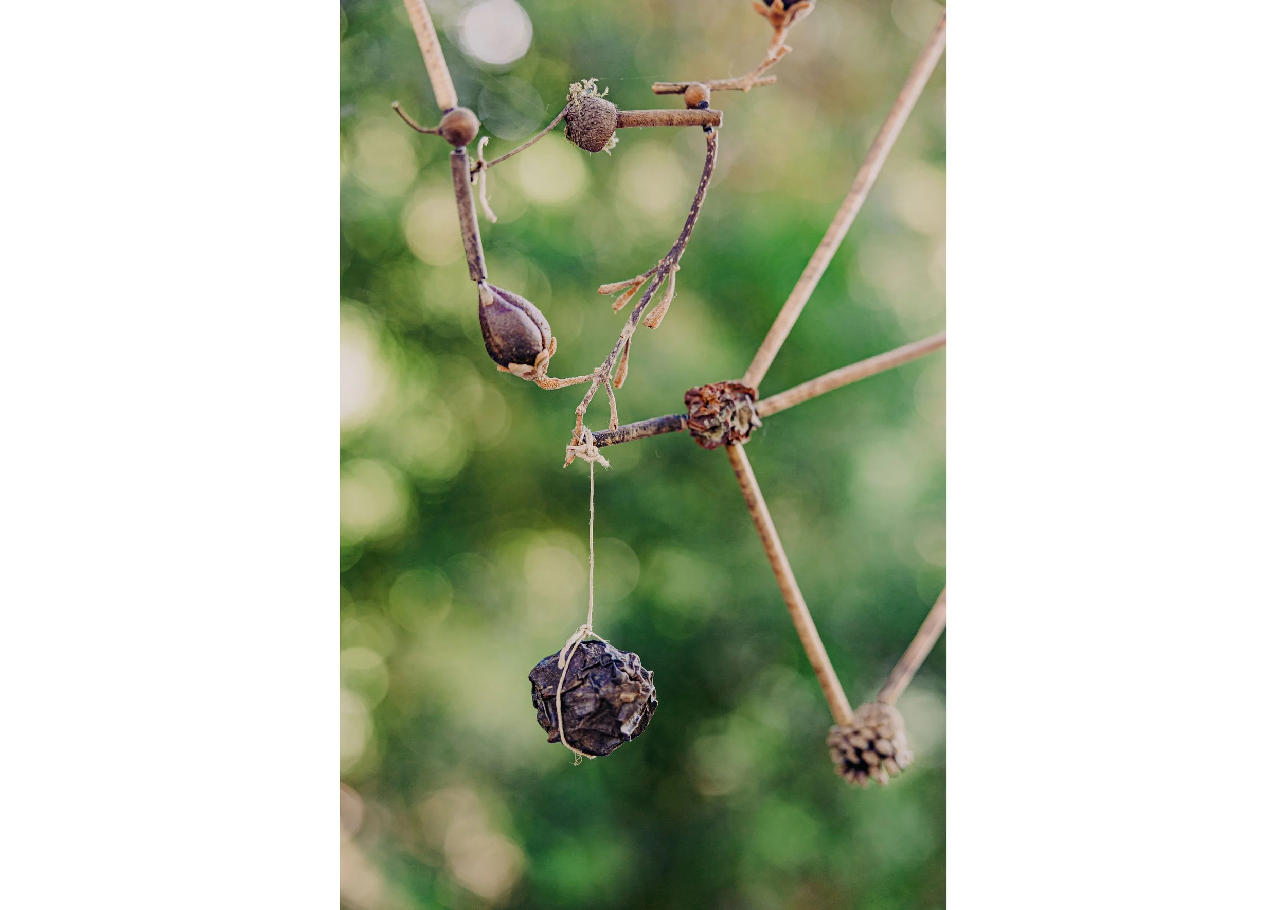 Todos los años de un bosque, 2024. Muestras dencronologicas de diferentes maderas, semillas, frutos, elementos orgánicos. 70 x 90 x 5 cm. Imagen de la exposición A Midsummer DayDream. Comisariada por Filipa Ramos. Società delle Api, Grasse 2025.