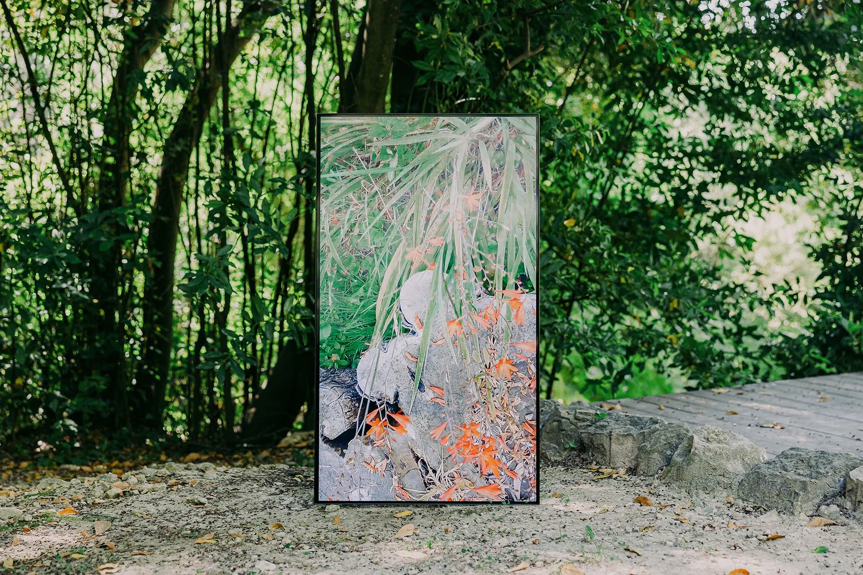 Soy un Árbol , 2025 . Vídeo 4K, 50 min. Imagen de la exposición A Midsummer DayDream. Comisariada por Filipa Ramos. Società delle Api, Grasse 2025. Soy un Árbol , 2025. 4K video, 50 min. Image from the exhibition A Midsummer DayDream. Curated