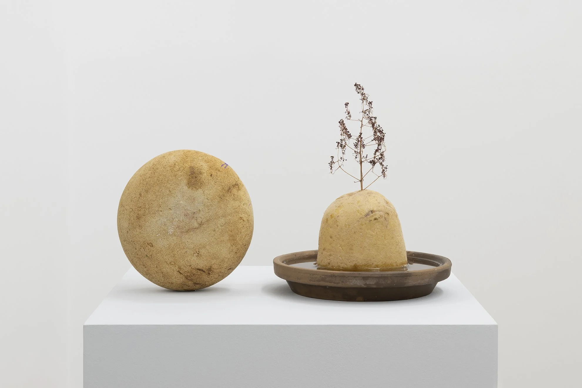   Formas del cambio (patata y piedra) , 2026. Cerámica, patata, piedra, ﬂor cotinus. Collage, óleo y lápiz sobre papel Medidas variables.   Formas del cambio (patata y piedra) [Shapes of change (potato and stone)]   , 2026 Ceramic, potato, stone, cot
