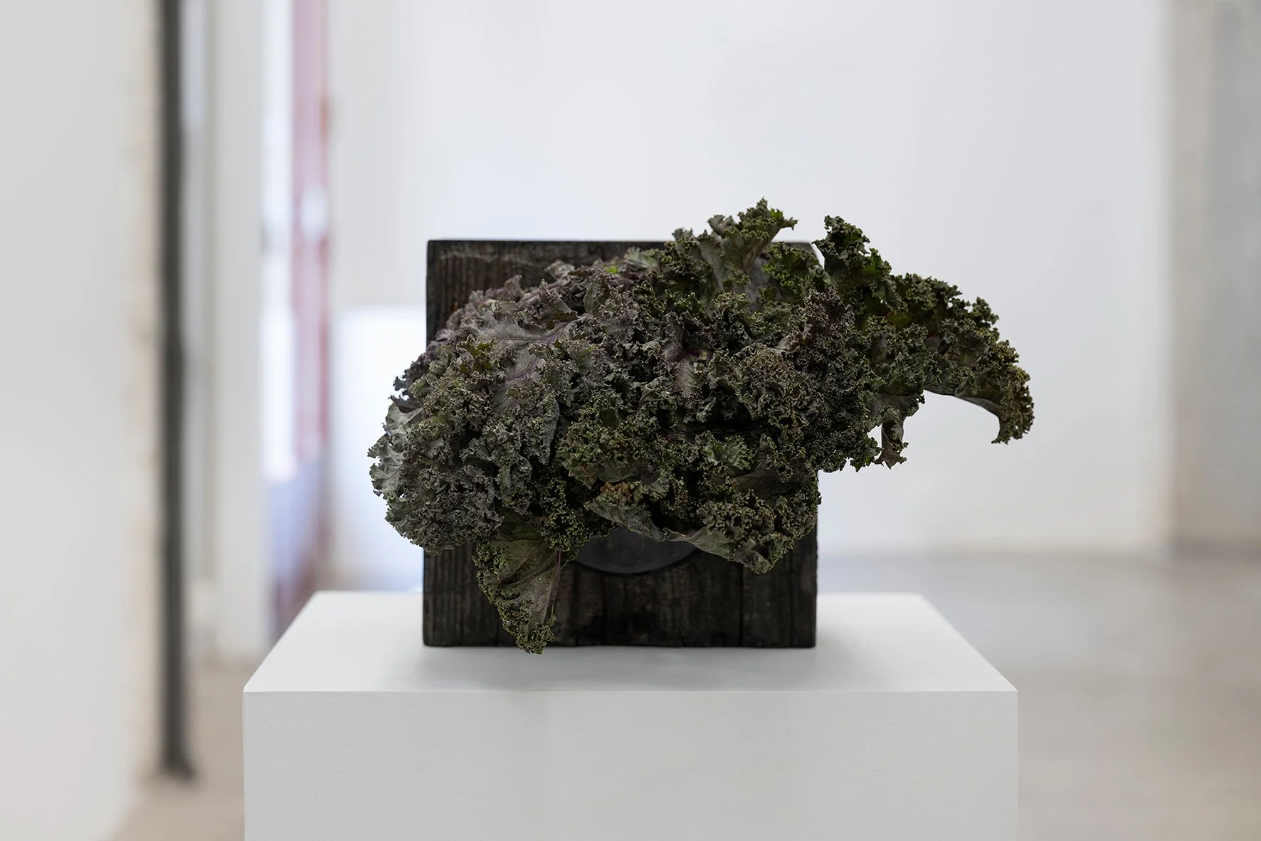   Formas del cambio (viga y kale) , 2026 Viga de madera quemada, kale Medidas variables.   Formas del cambio (viga y kale) [Shapes of change (beam and kale)]   , 2026 Burned wooden beam, kale. Variable dimensions  