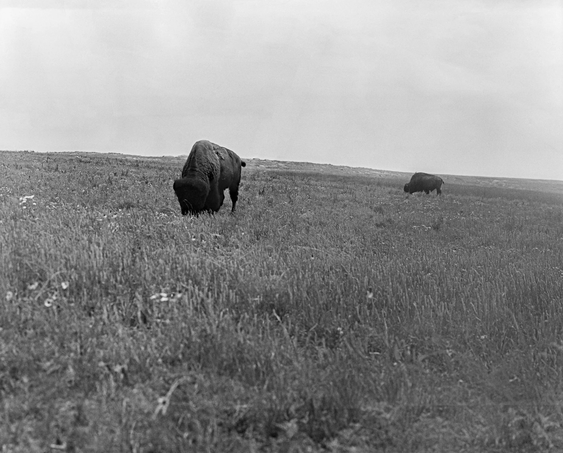Lucus Landers | Ilford Delta 100 4x5 Black and White | Oklahoma | Handmade 4x5 Large Format Camera | Buffalo