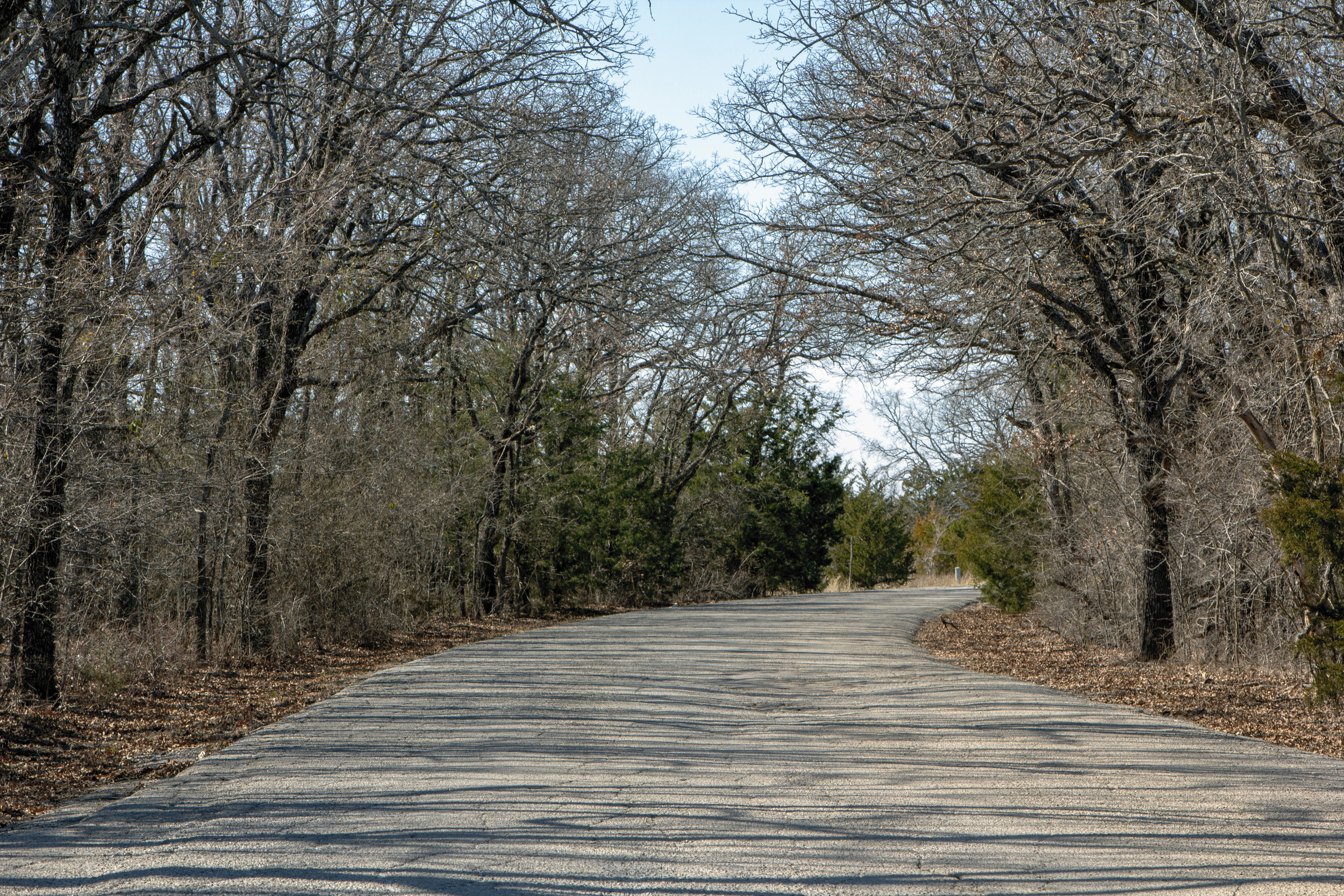 Road in the woods.jpg