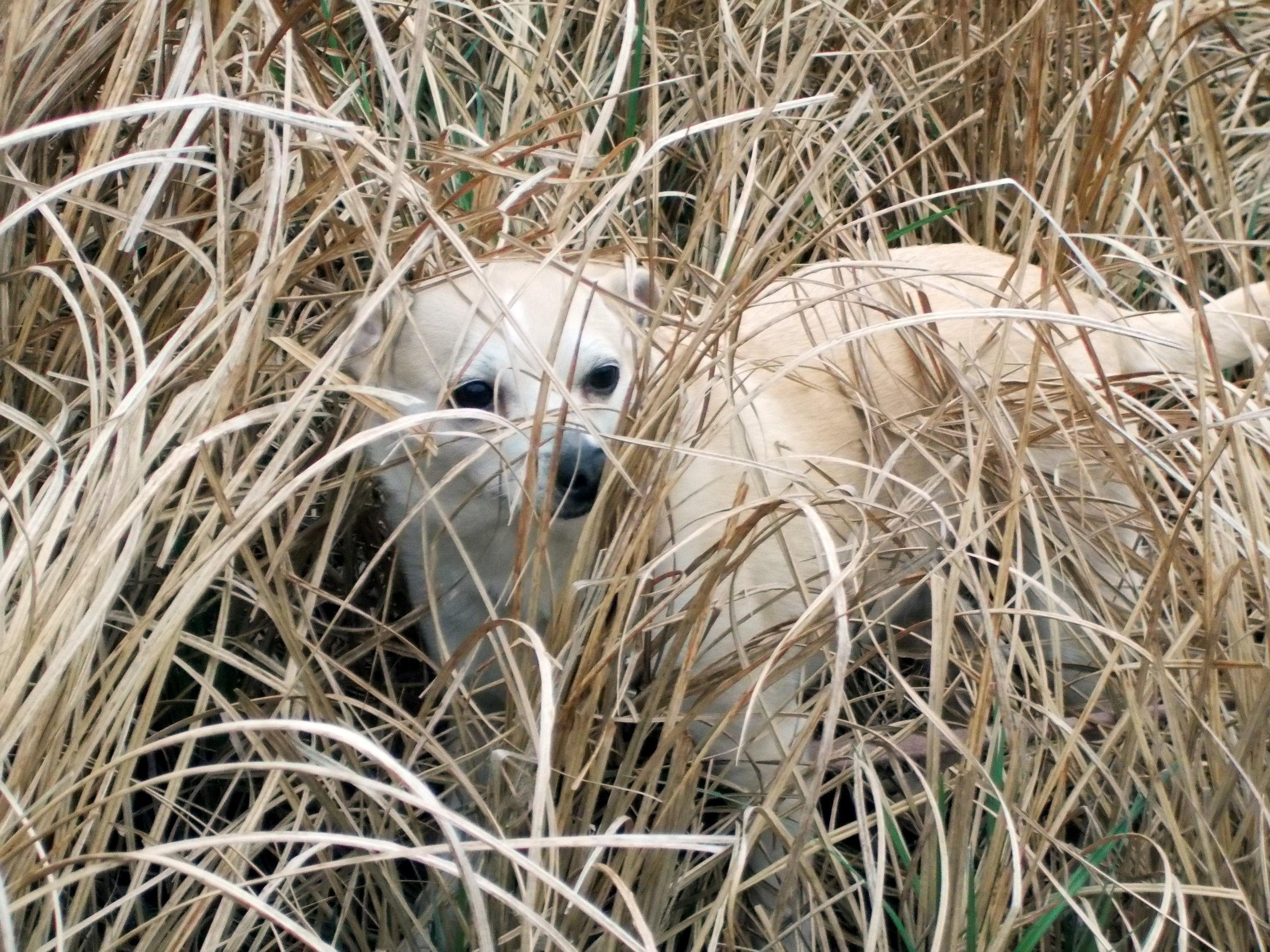 Daisy in the weeds.jpg