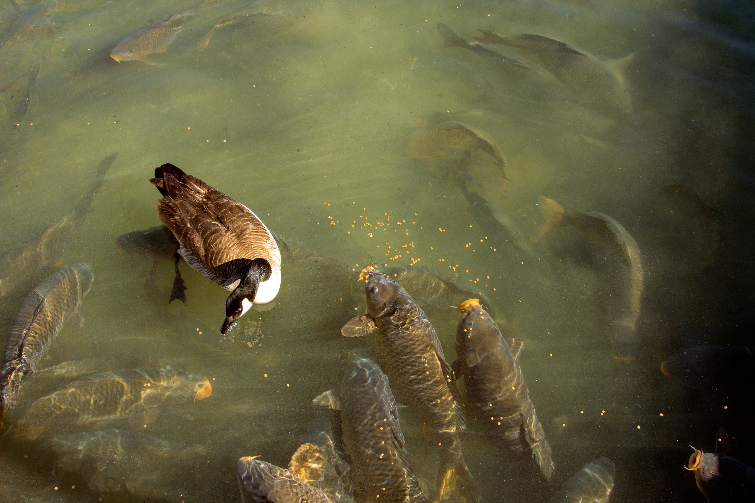 Ducks in pond.jpg