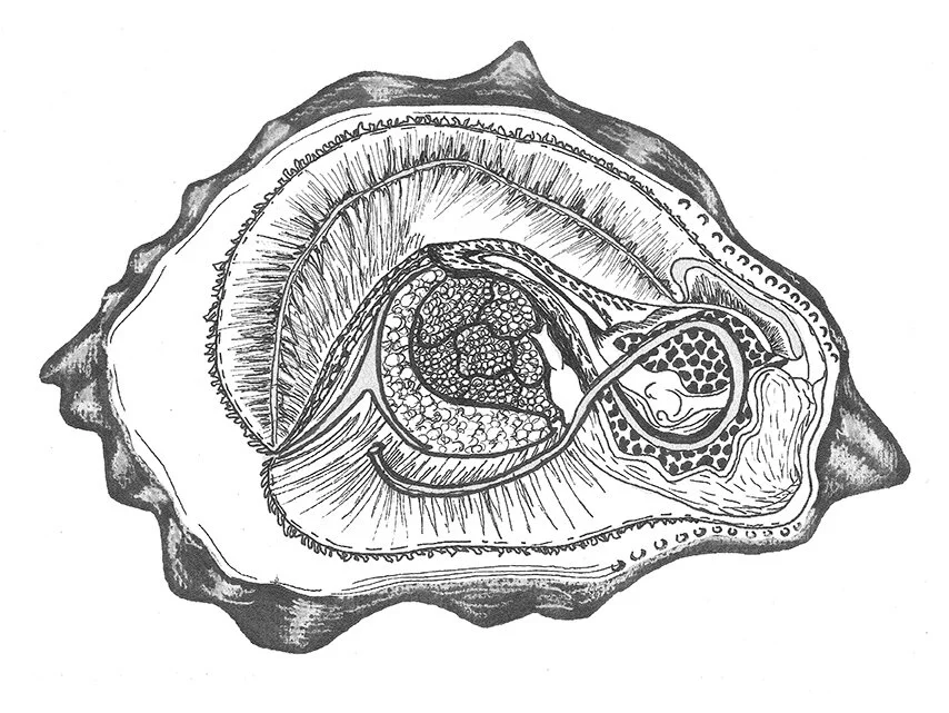 OYSTER.jpg