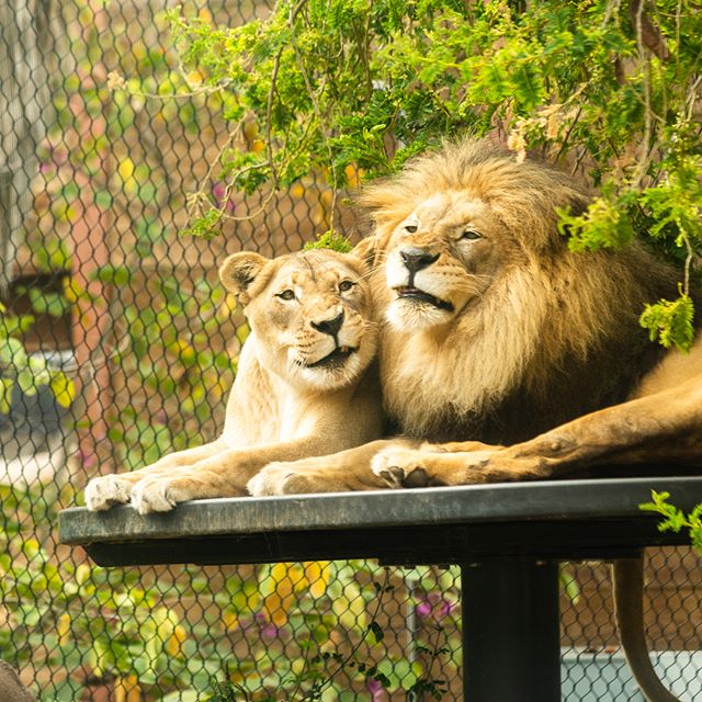 When was the last time you bit your special someone&rsquo;s head?  Try it today. #sandiegozoo #sandiego #lion #lions #california #nikonusa #sigmaphoto #raymondvestalphotography