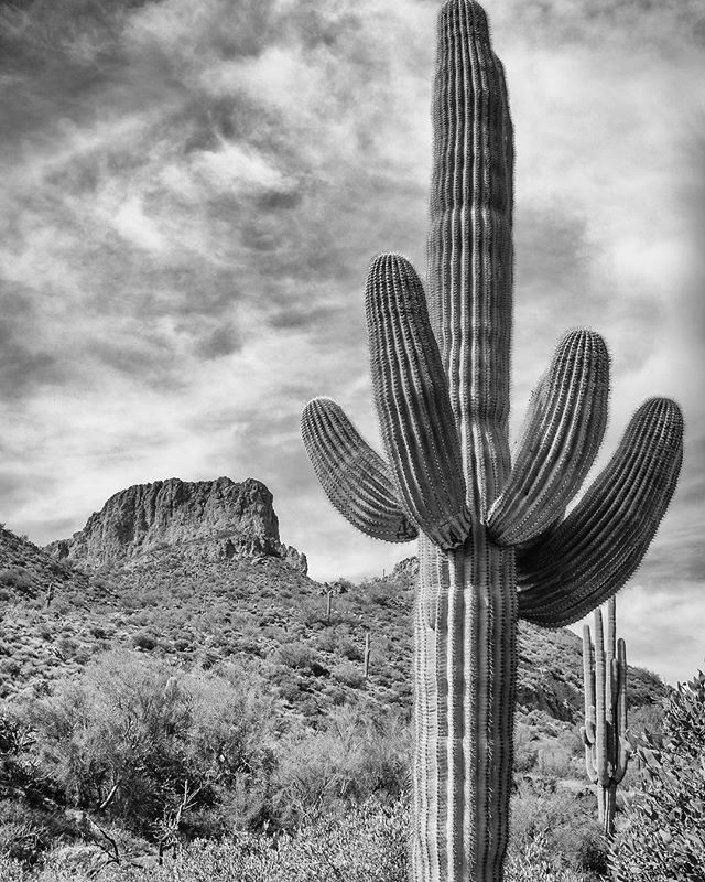 Elephant Butte and the Saguaro. This 16&rdquo; x 24&rdquo; print is for sale.  Would look amazing on Your wall.  Message me if interested.  #landscape #saguaro #cactus #blackandwhite #fujifilmx100 #raymondvestalphotography #hiking