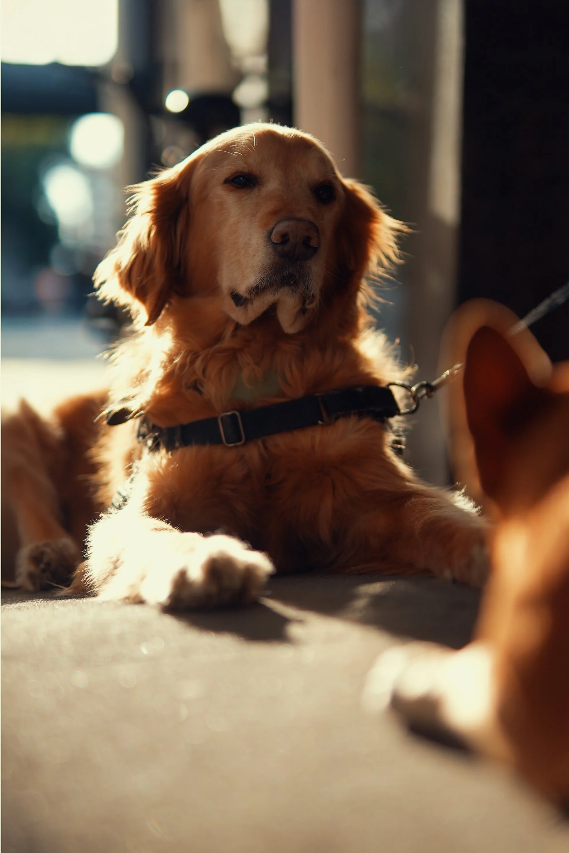 golden_nyc_3.jpg