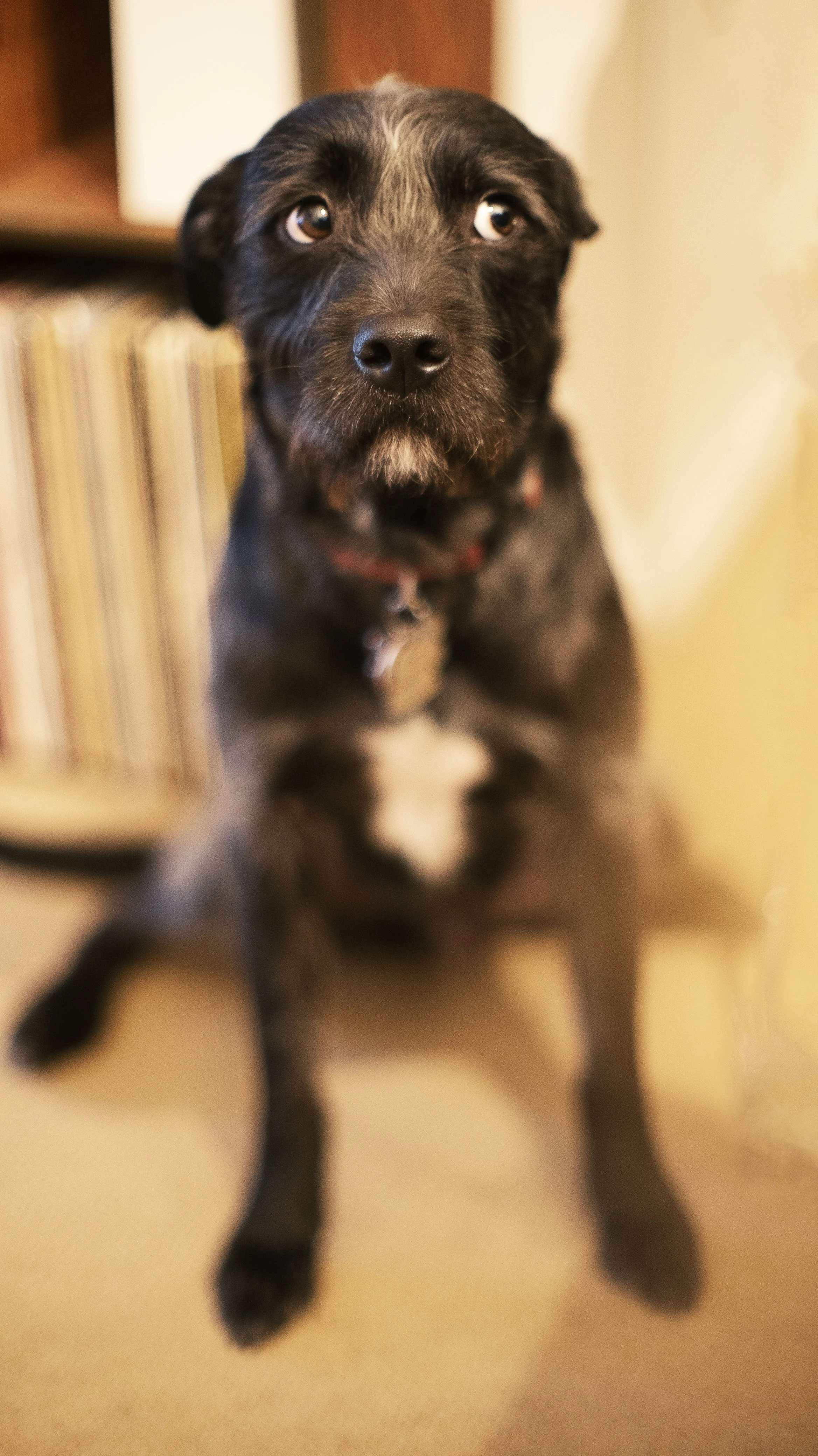 murray-dog.jpg