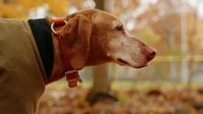 Oscar the Vizsla