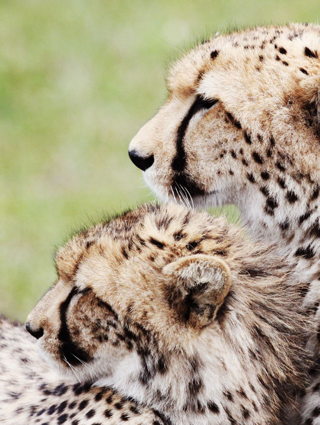 Cheetah_6442.jpg