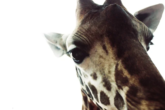 Giraffe_6196.jpg