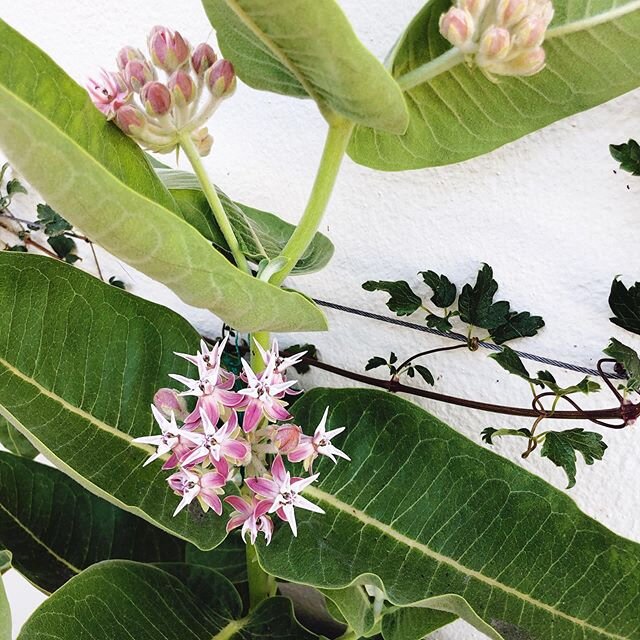 Milkweed, FTW 🙌🏼🐛🦋