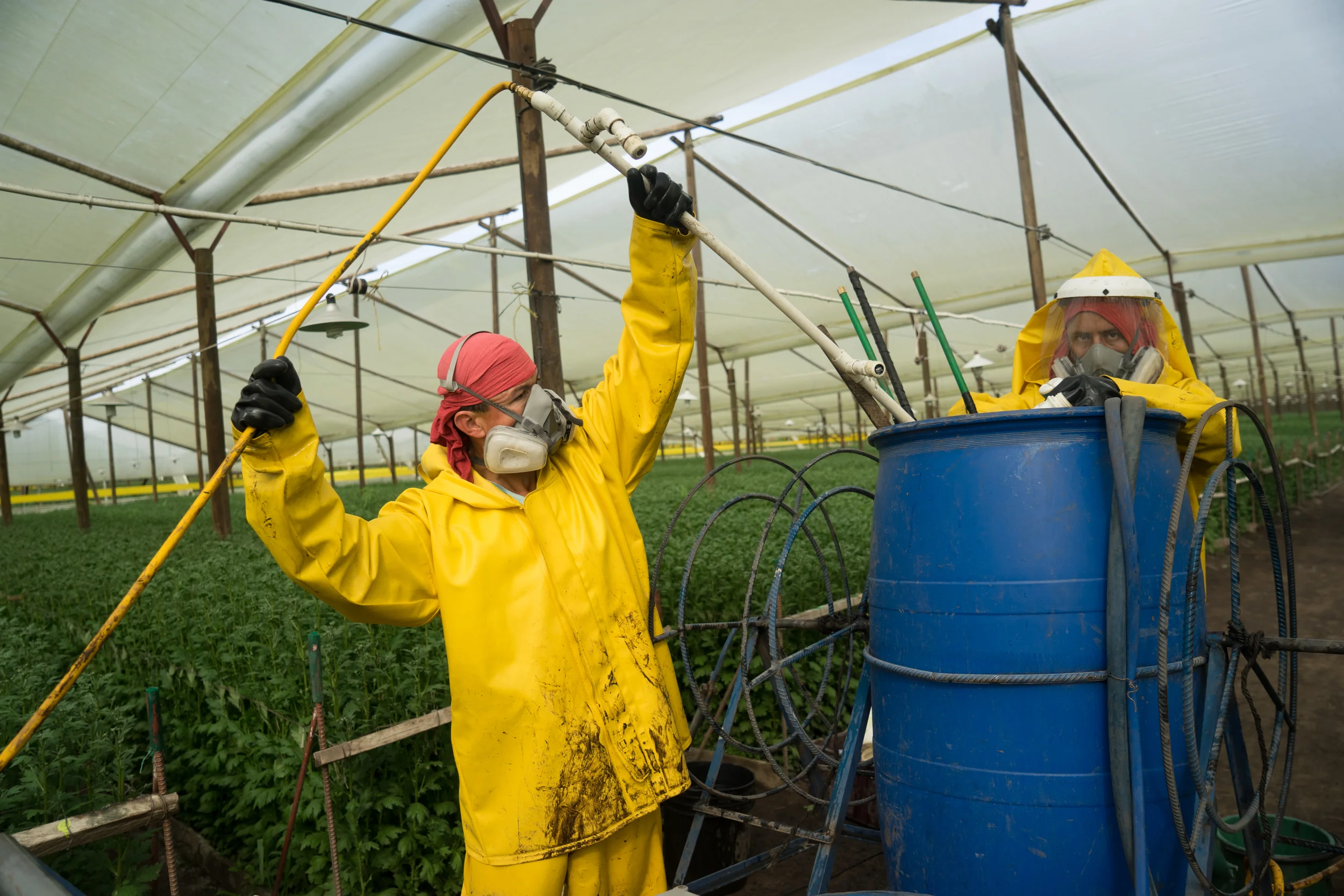 The flower sector representing the economic growth in the Colombian market for export. For Bloomberg Media