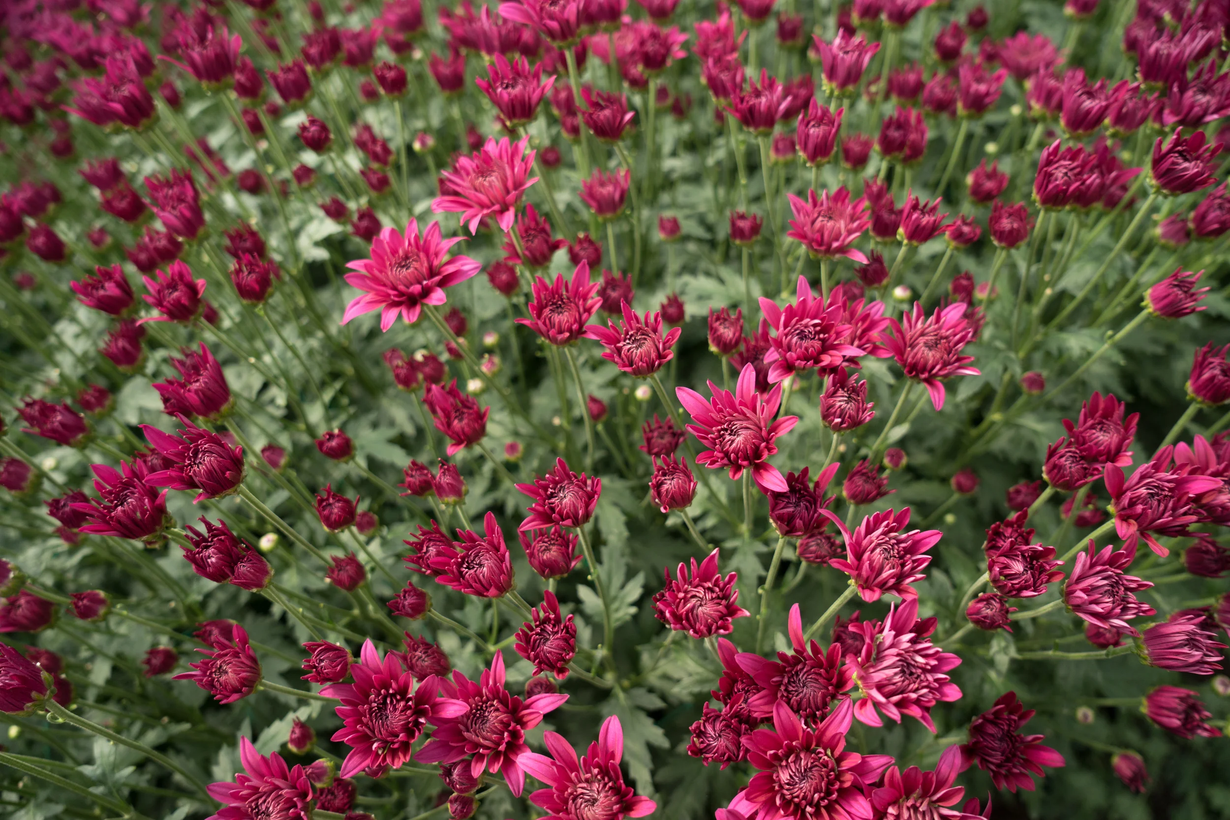 The flower sector representing the economic growth in the Colombian market for export. For Bloomberg Media.