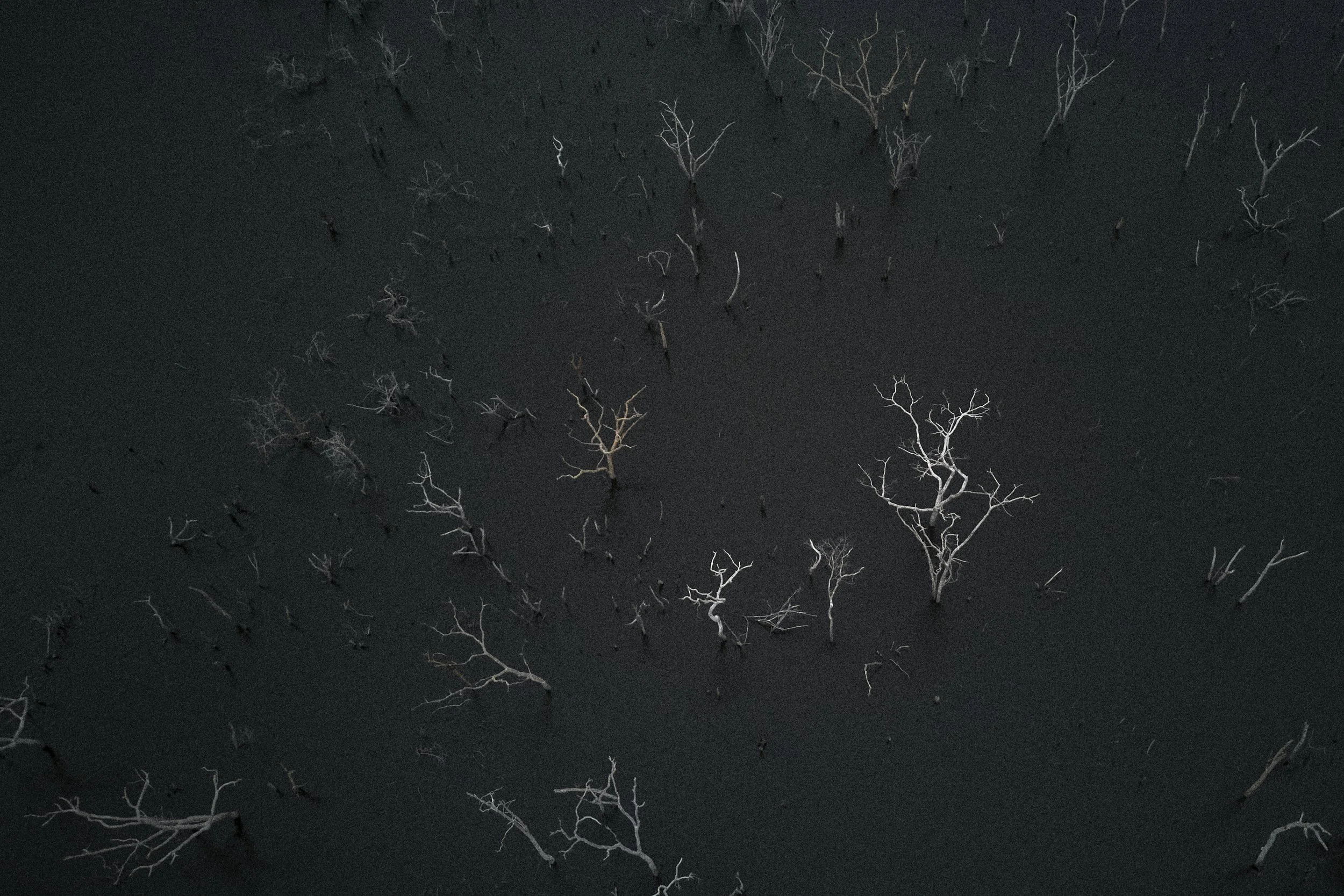  Dead trees can bee seen where the Xingu river was flooded by the Belo Monte dam.  