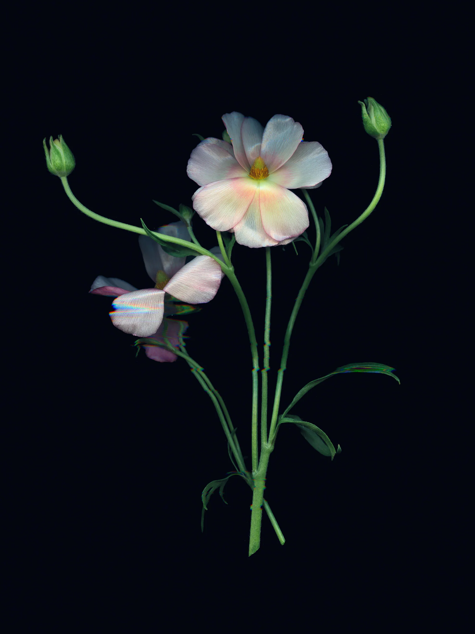 Fractured Botany