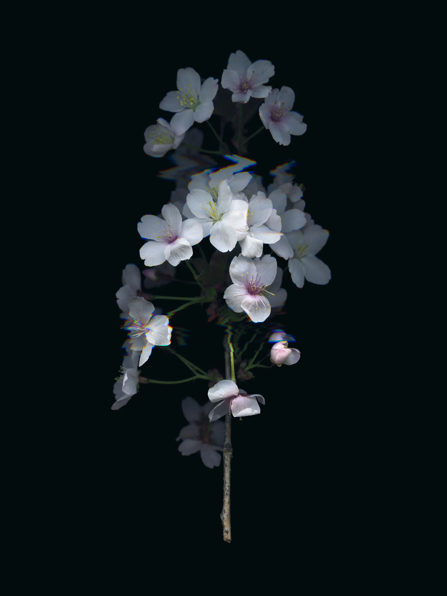 20190329 Fractured Botany-007.jpg