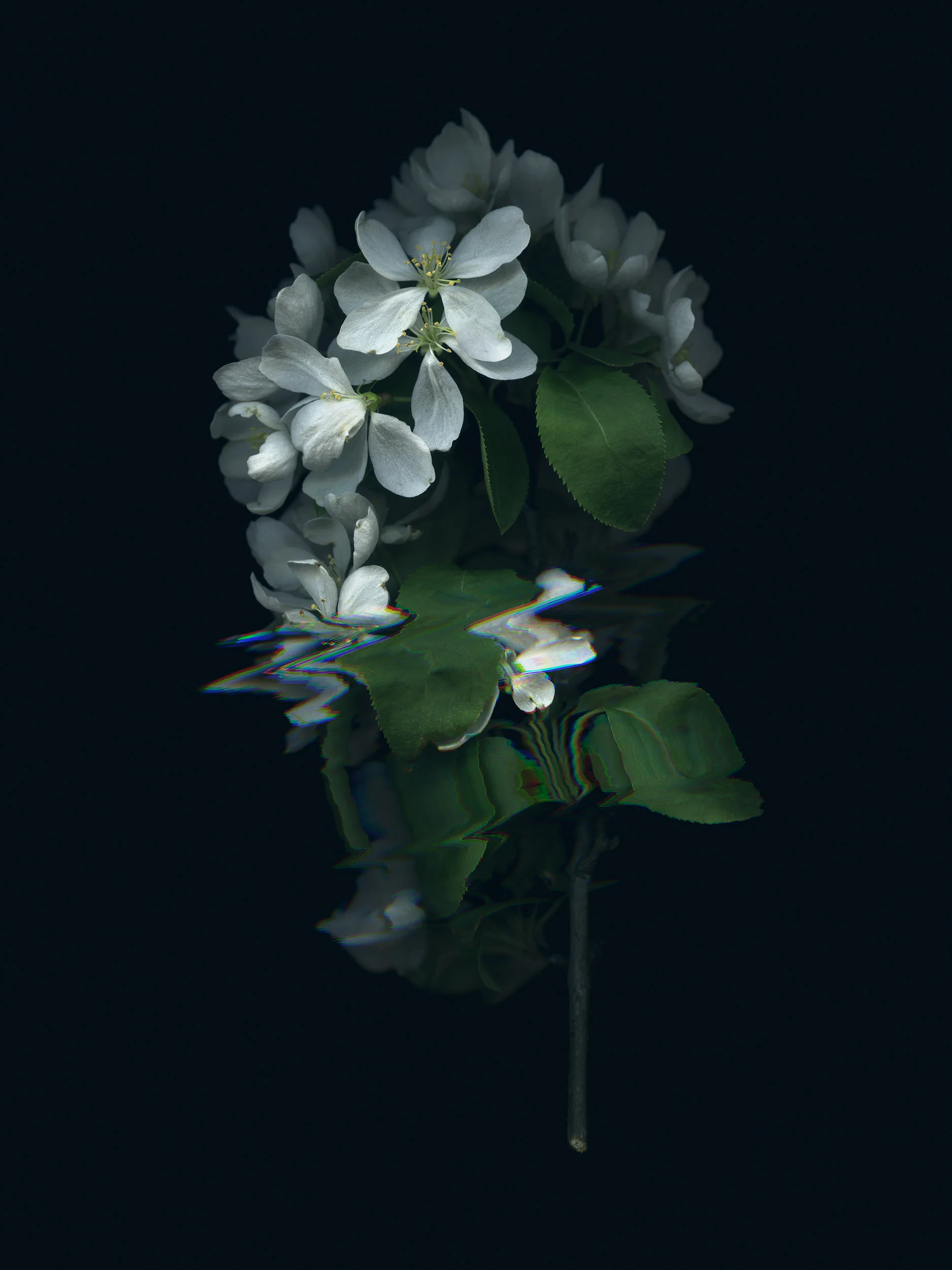 20190329 Fractured Botany-010.jpg
