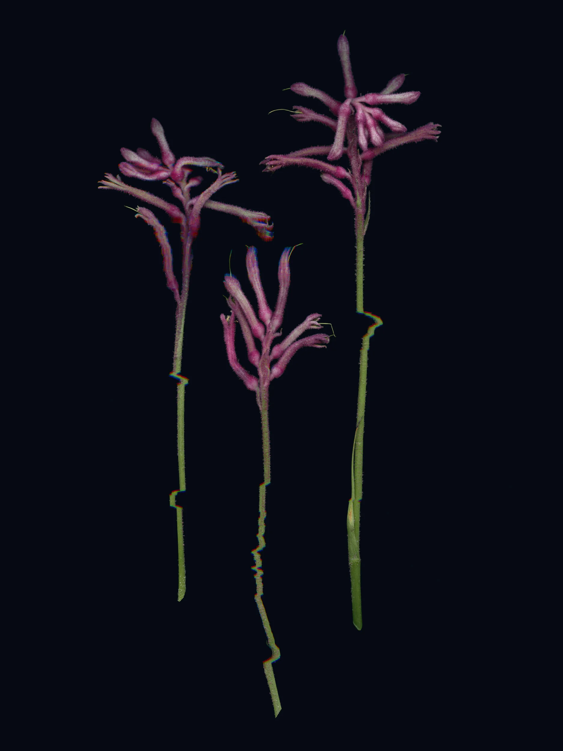 20190329 Fractured Botany-030 01a.jpg
