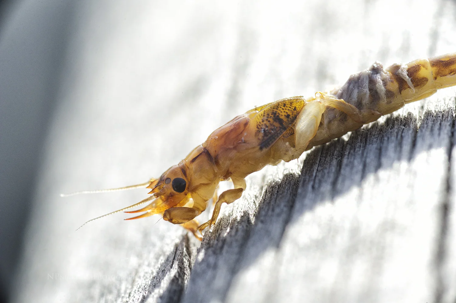 Brown Drake Nymph. Silver Creek. May 19, 2014. photo: nick price
